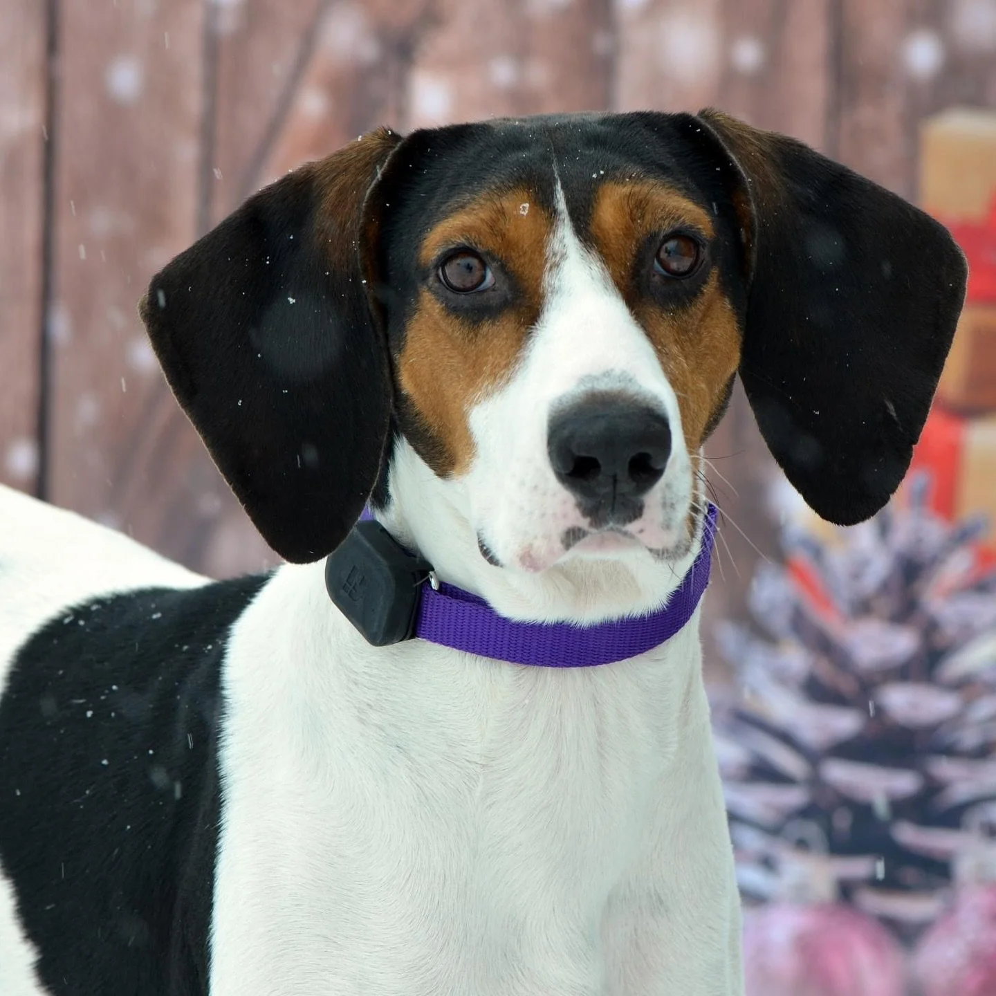 Keep Dogs Safe with GPS Collars: How Fi Helps Rescue Dogs Stay Home for Good