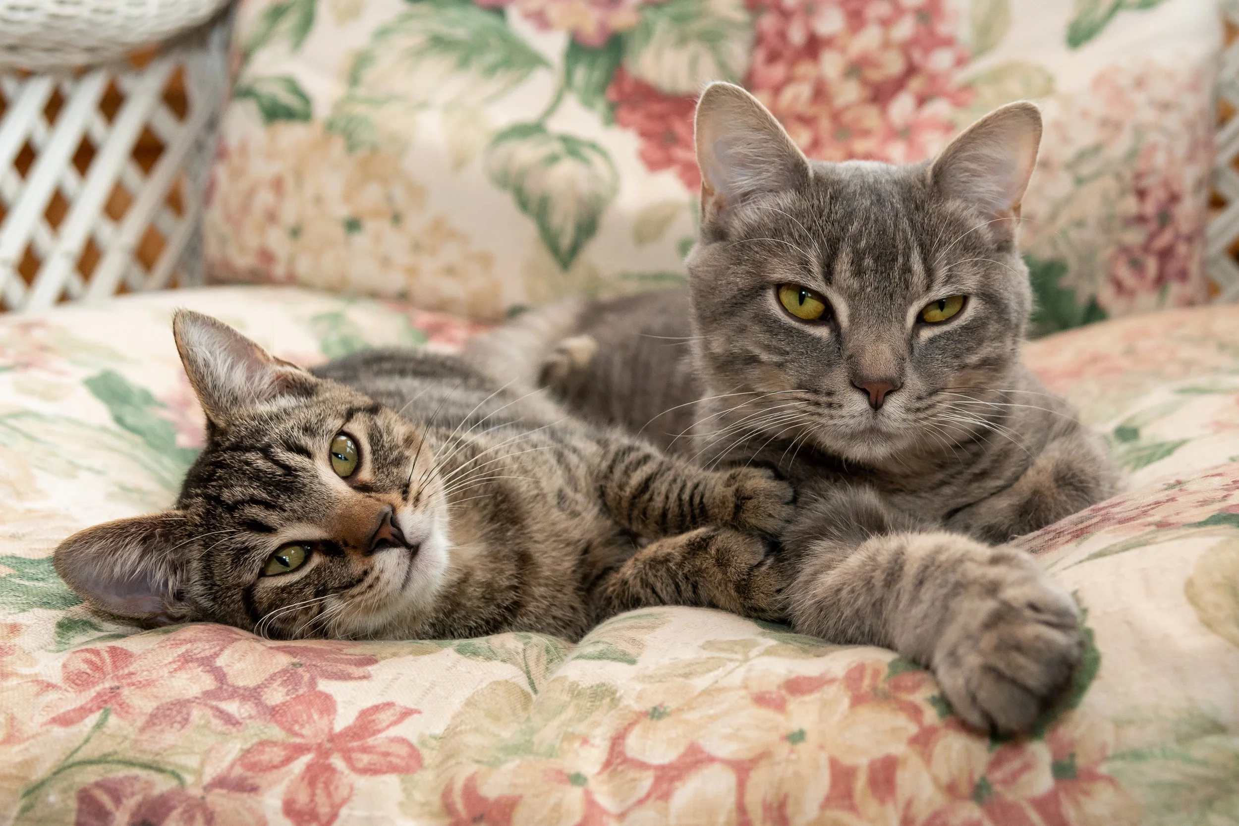 Bringing Home a New Cat? How to Introduce Them to Your Resident Pets