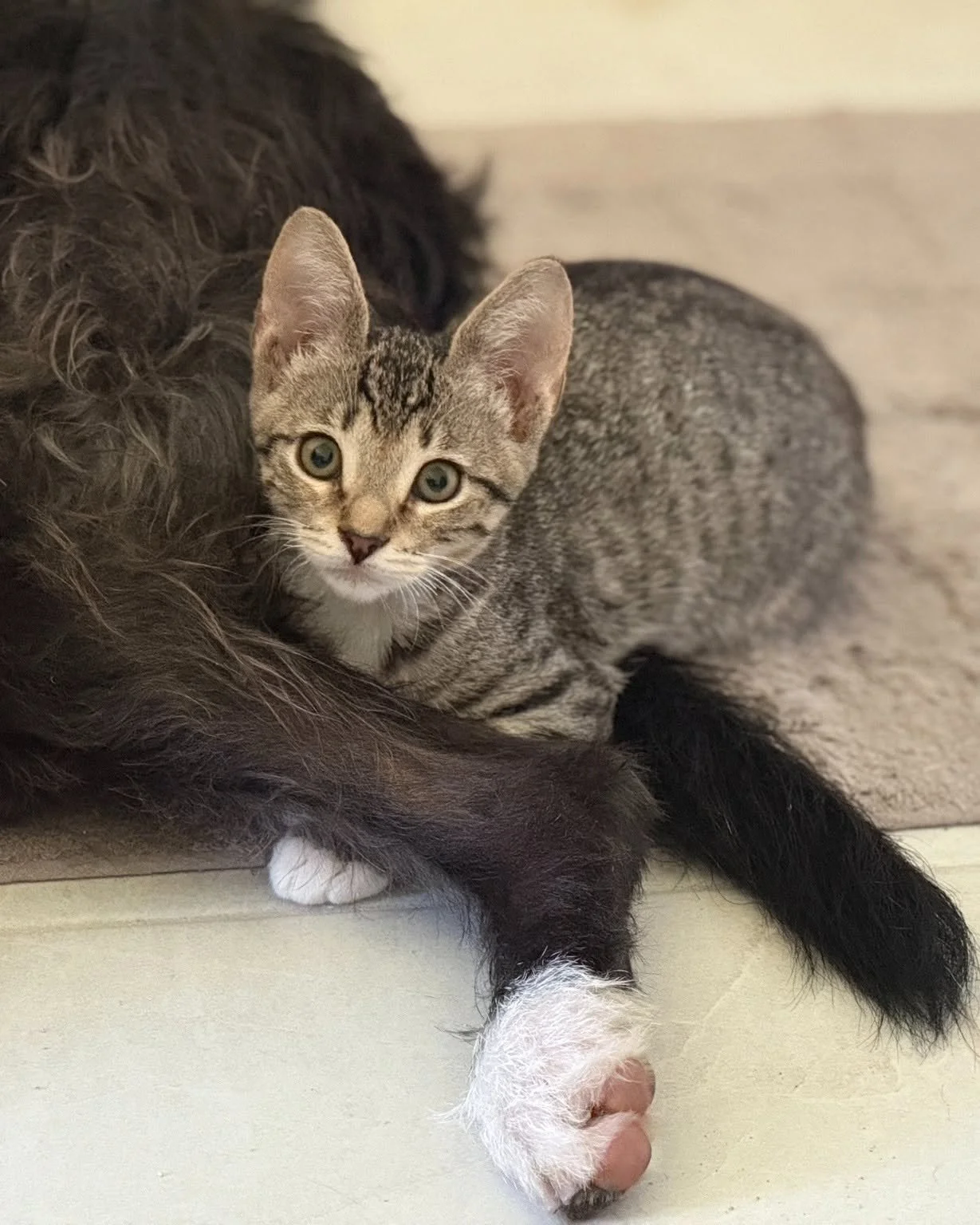 Kitten laying with Dog