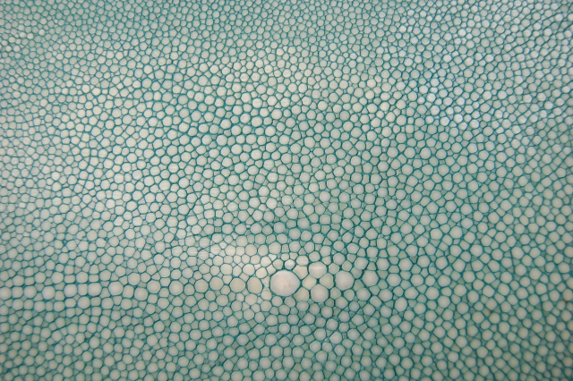 shagreen-1.jpg