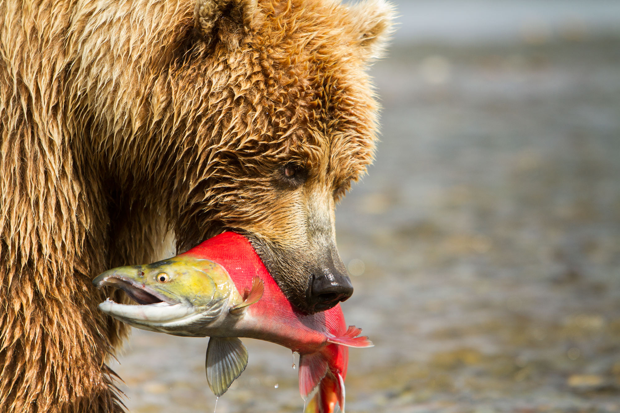 alaska-grizzly-salmon.jpg