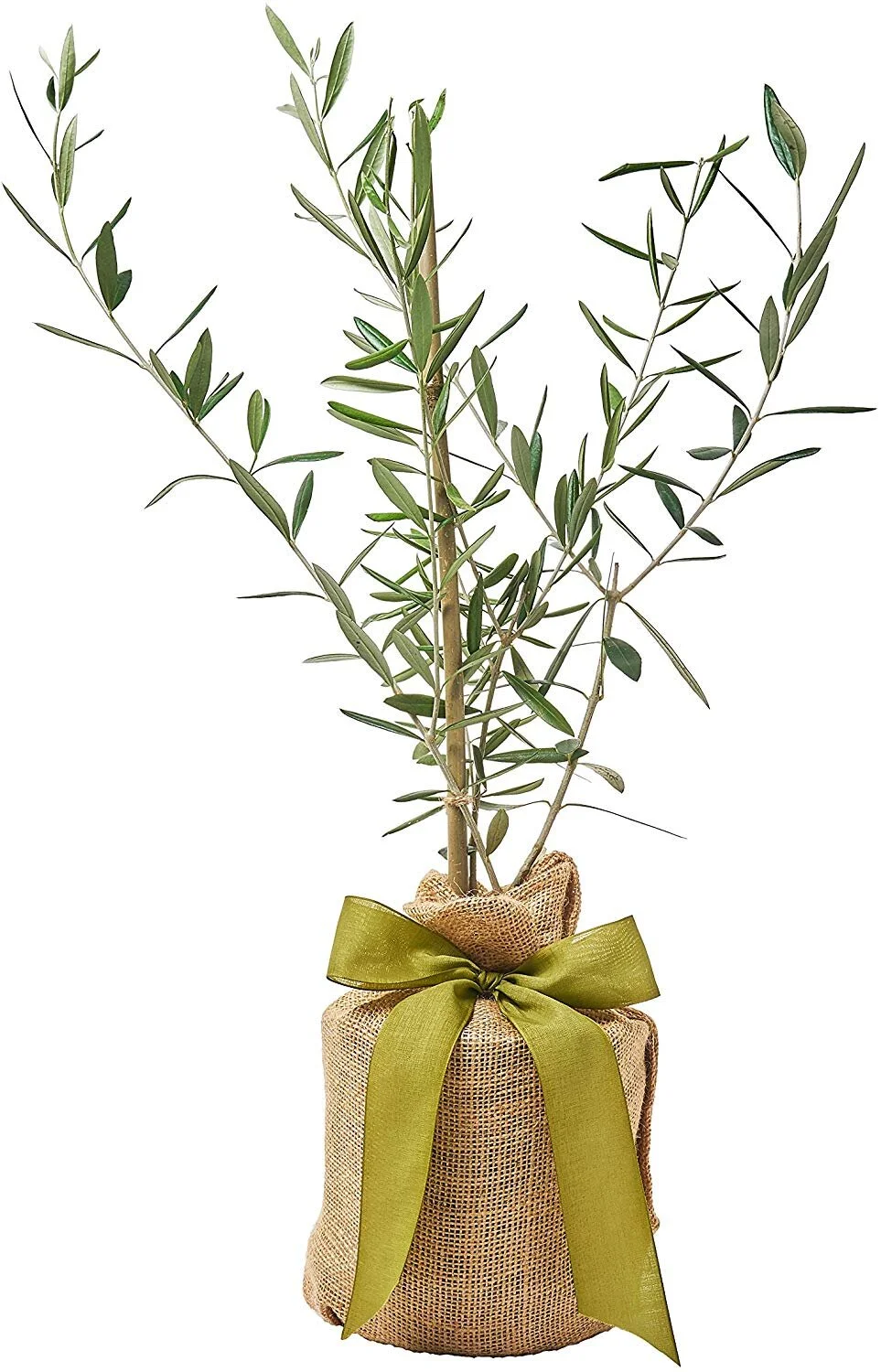 Olive Medium.jpg