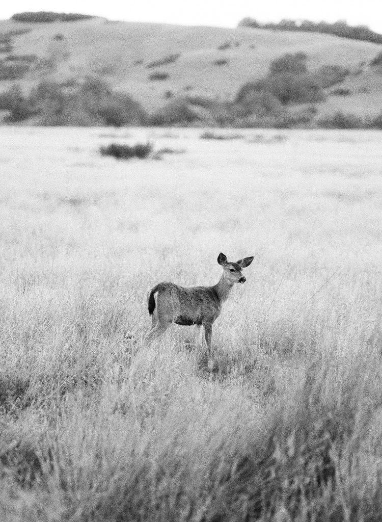 Santa Lucia Preserve