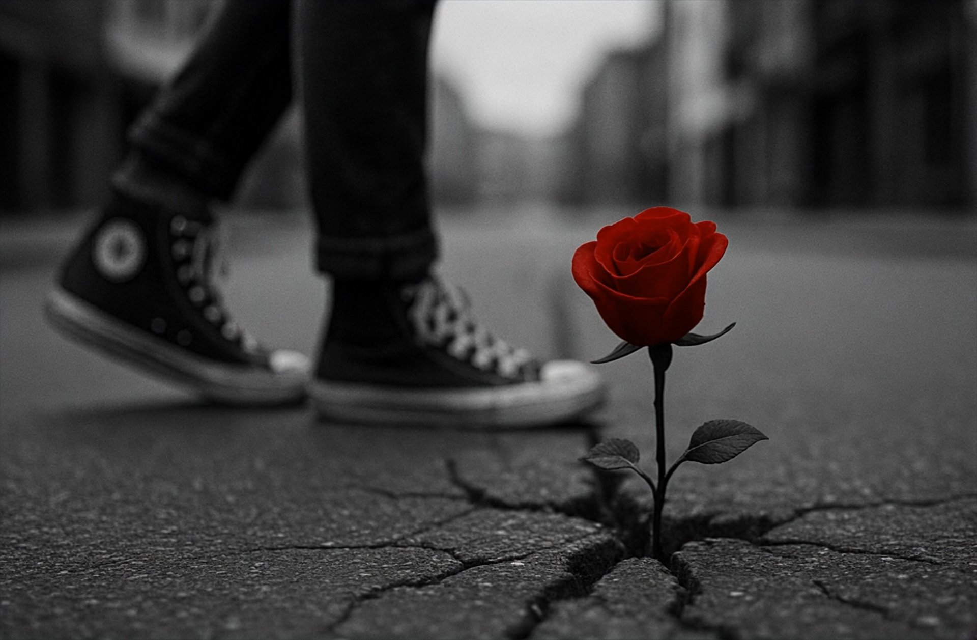 rose from concrete banner background.jpg