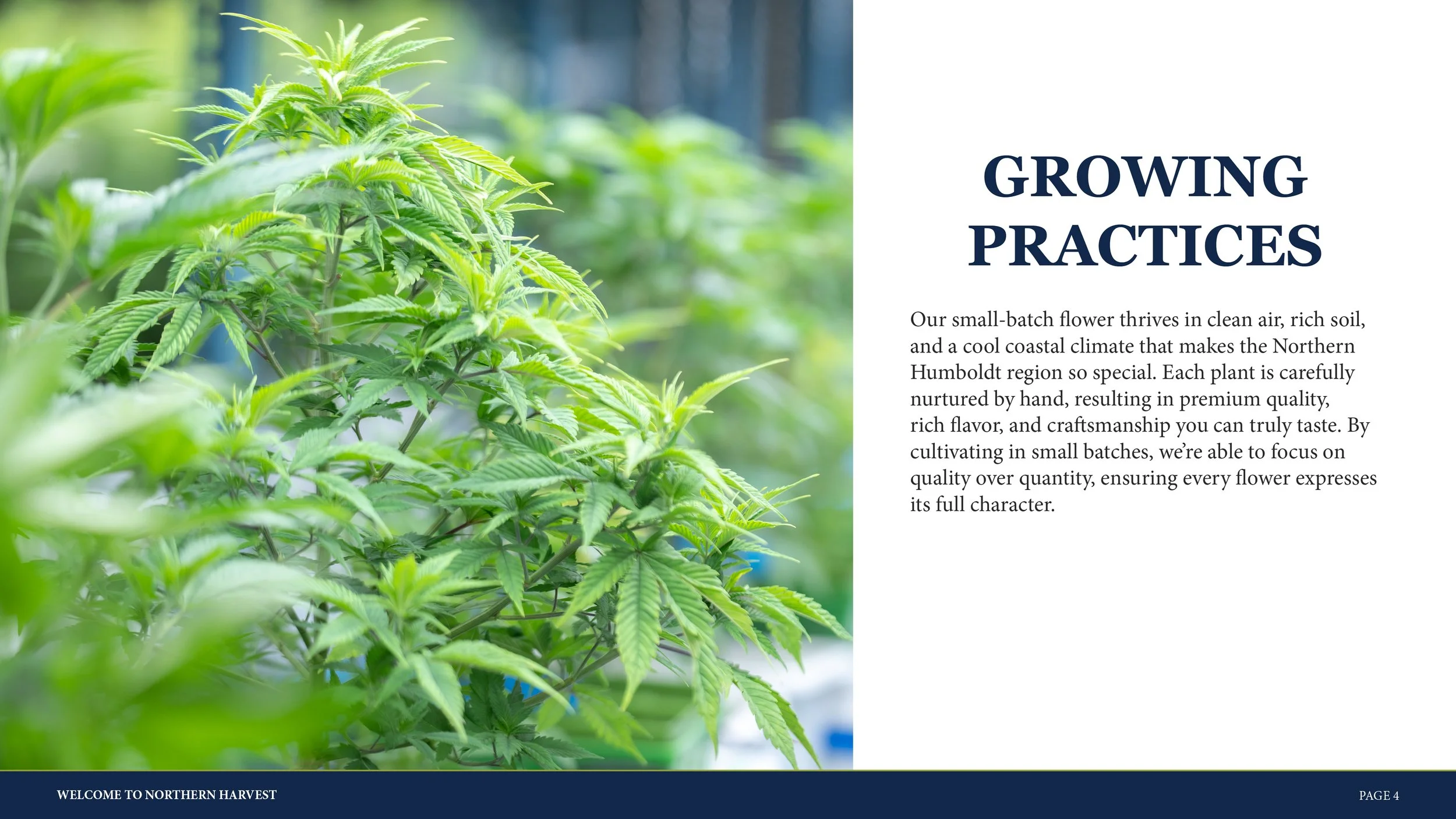 092725 Northern Harvest About Deck4 v4.jpg