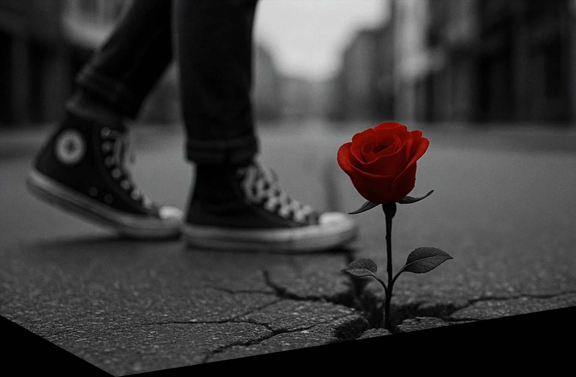 Rose from concrete banner holding image.jpg