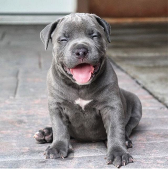Congrats! That was all you (photo credit @puppiesofinstagram)