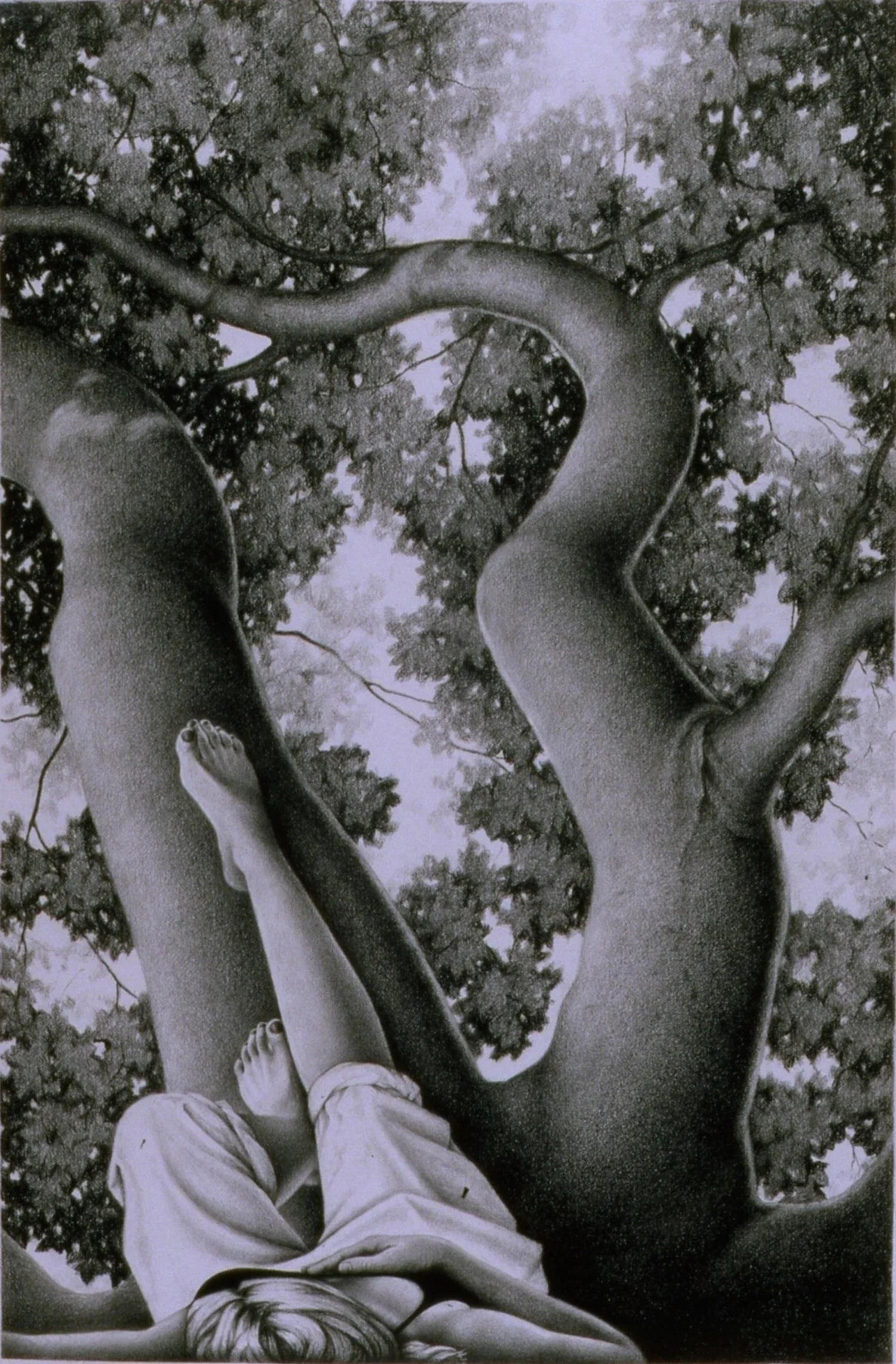 Tree Drawings Exhibit at Gallery XIV