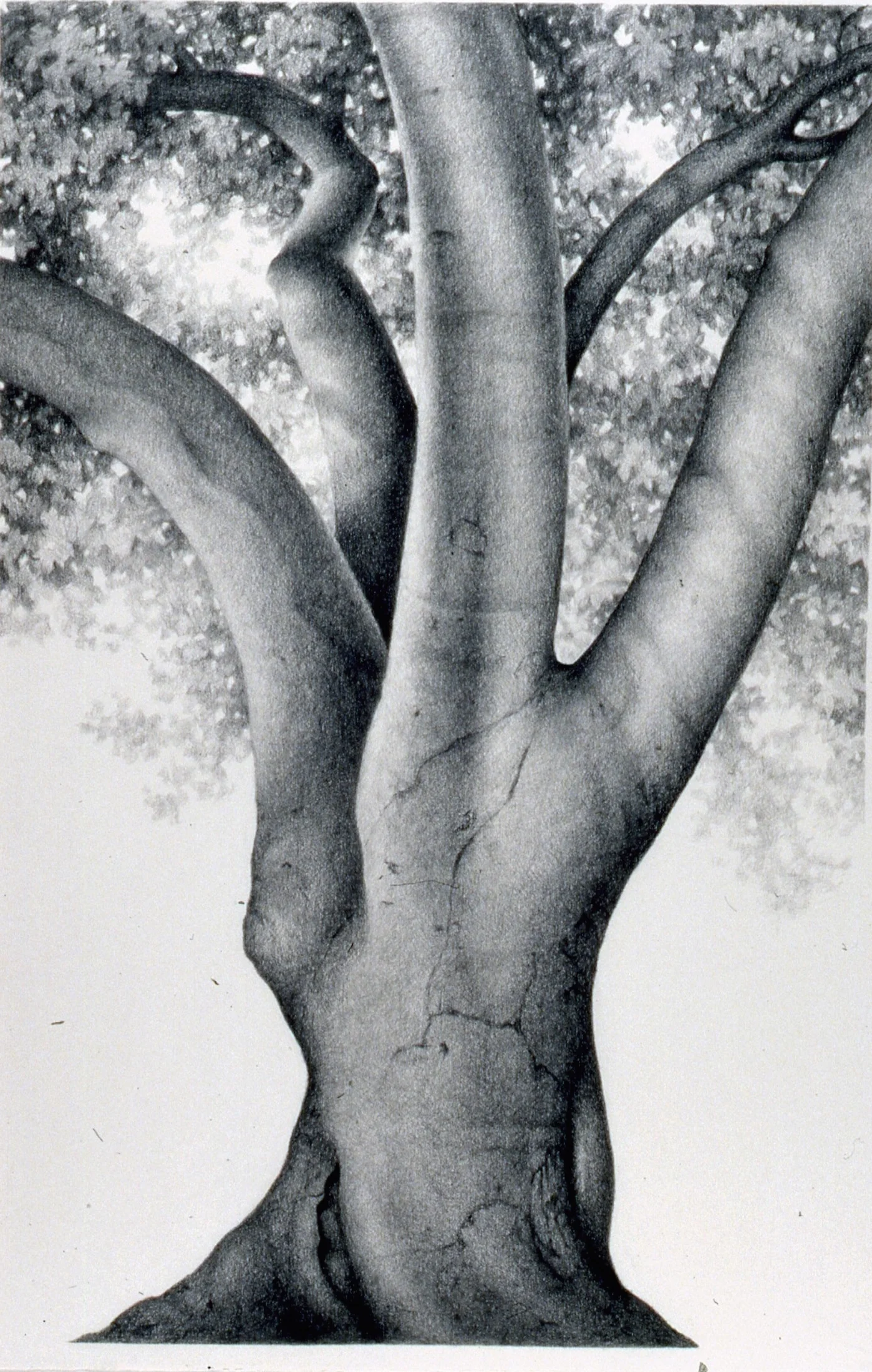 Leoli Graphite and conte on paper 71” x 50”