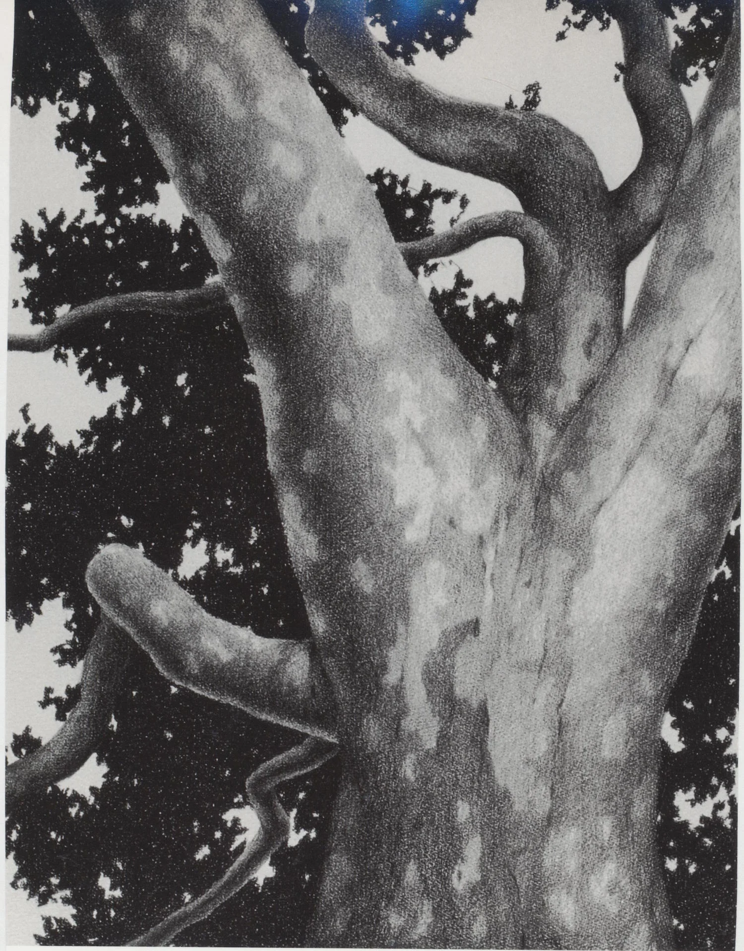 Tree Pose Graphite and conte on paper/ 36” X 28”
