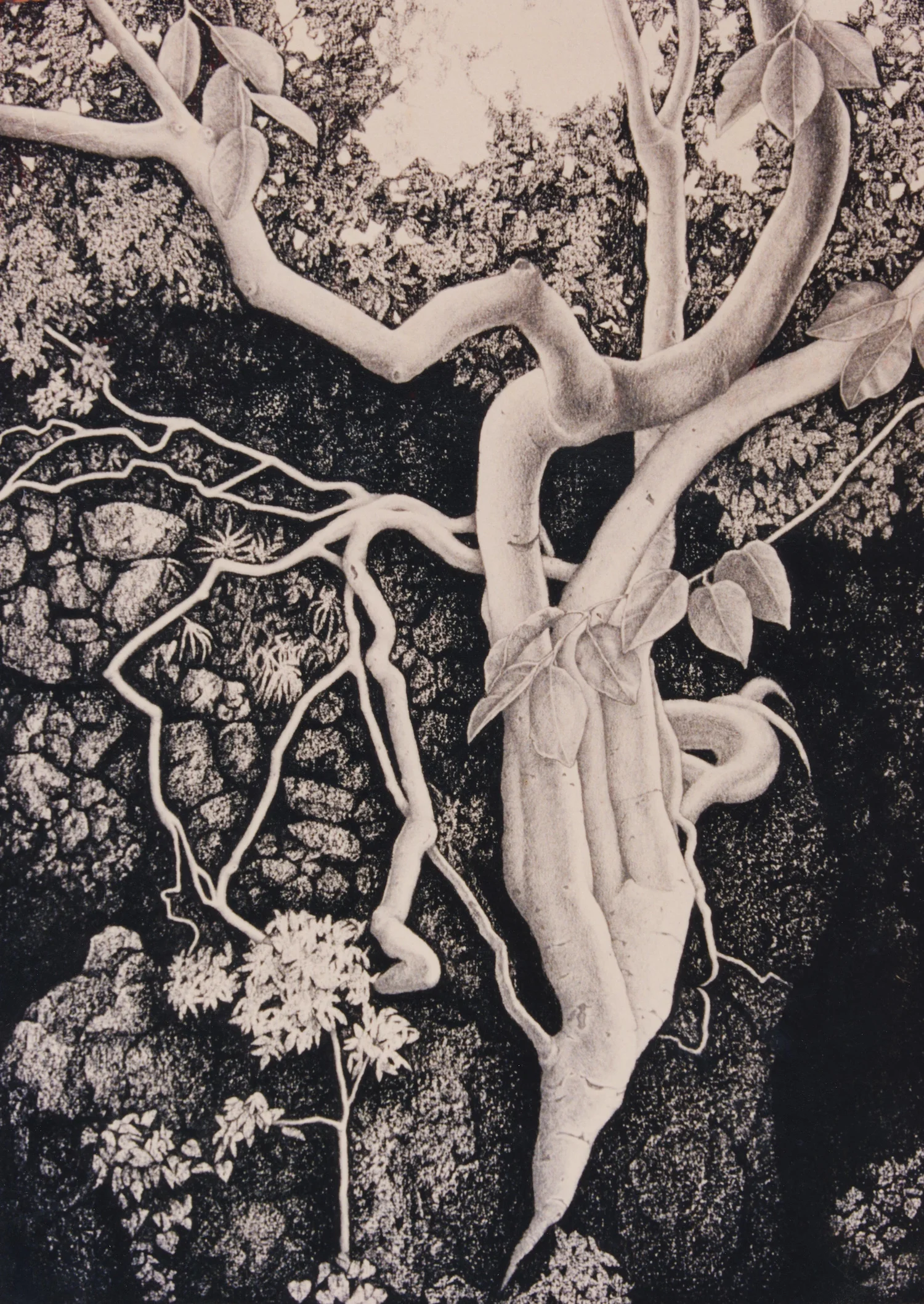 Mextitla 1 Conte on paper 22” x 16”