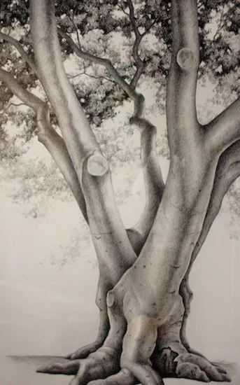 Tree Drawings Exhibit  Video &amp; Article — 2010