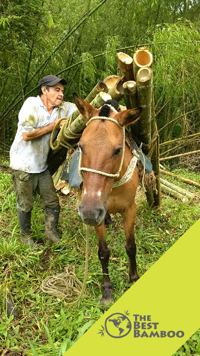 bamboo-donkey.jpg