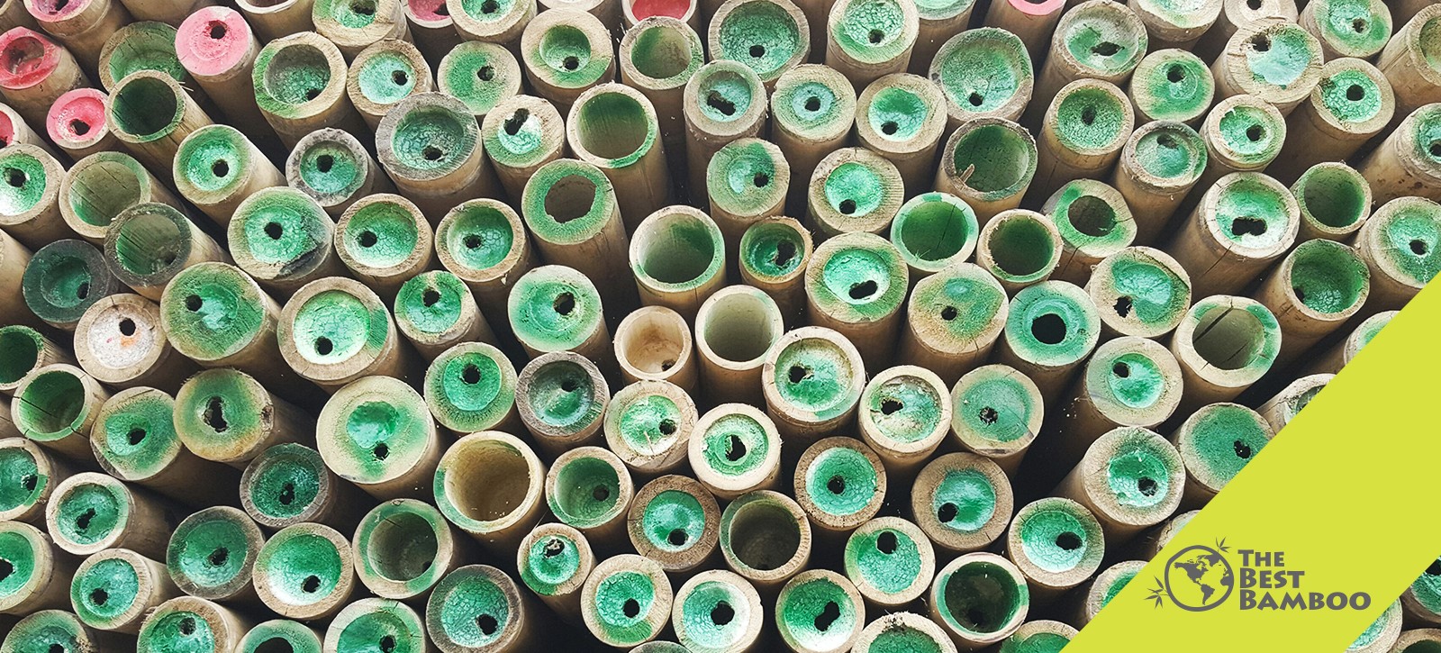 The Best Bamboo Poles for Sale: Loaded Bamboo Container