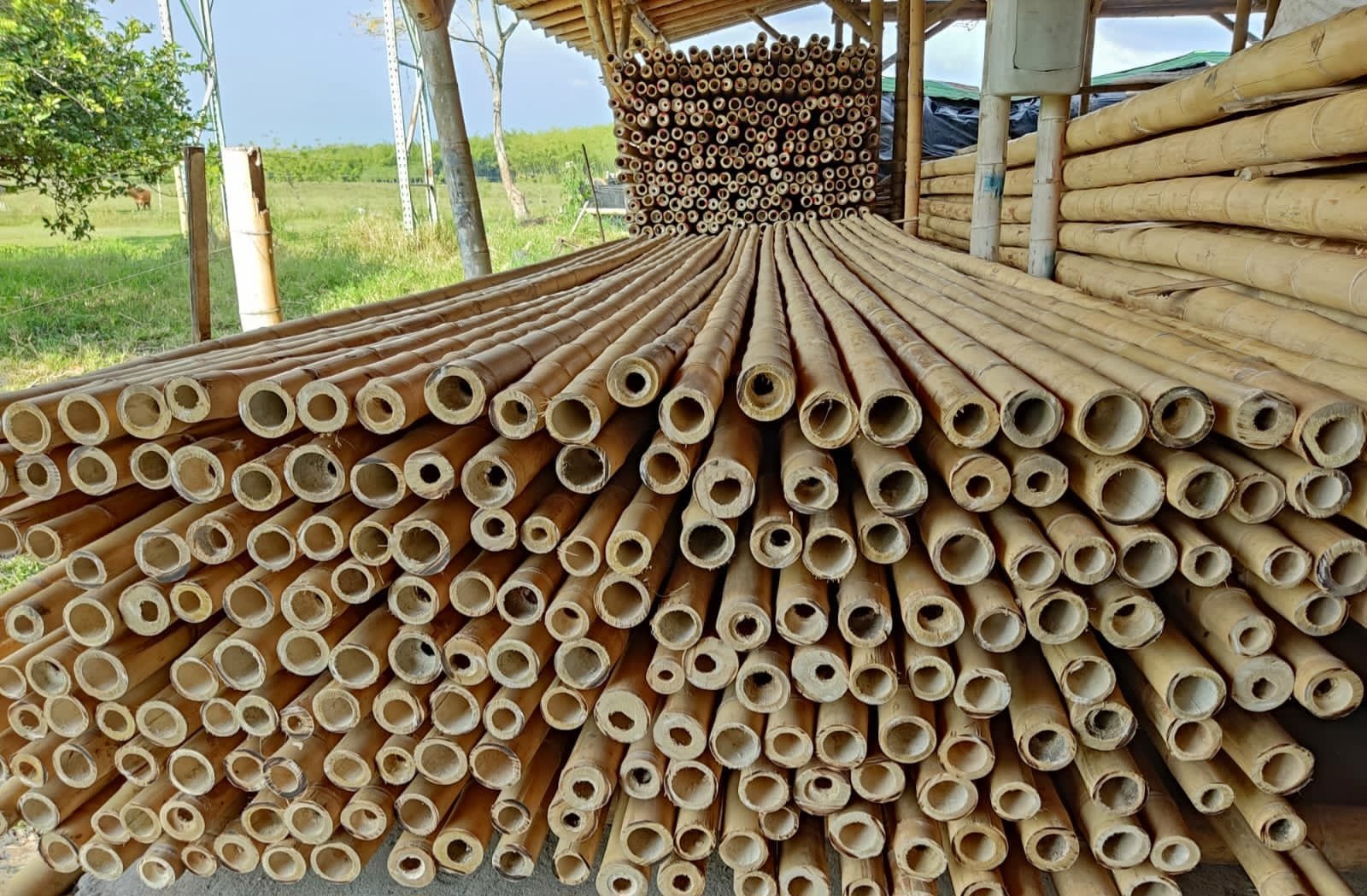 The Best Bamboo, Bamboo Poles for Sale