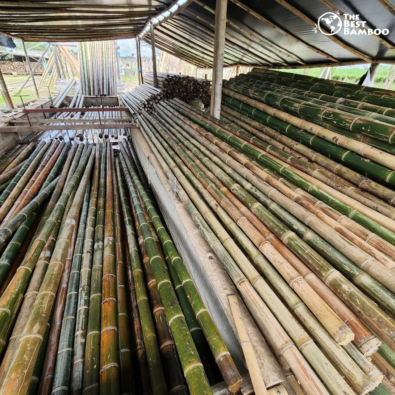 bamboo poles drying process selection guide