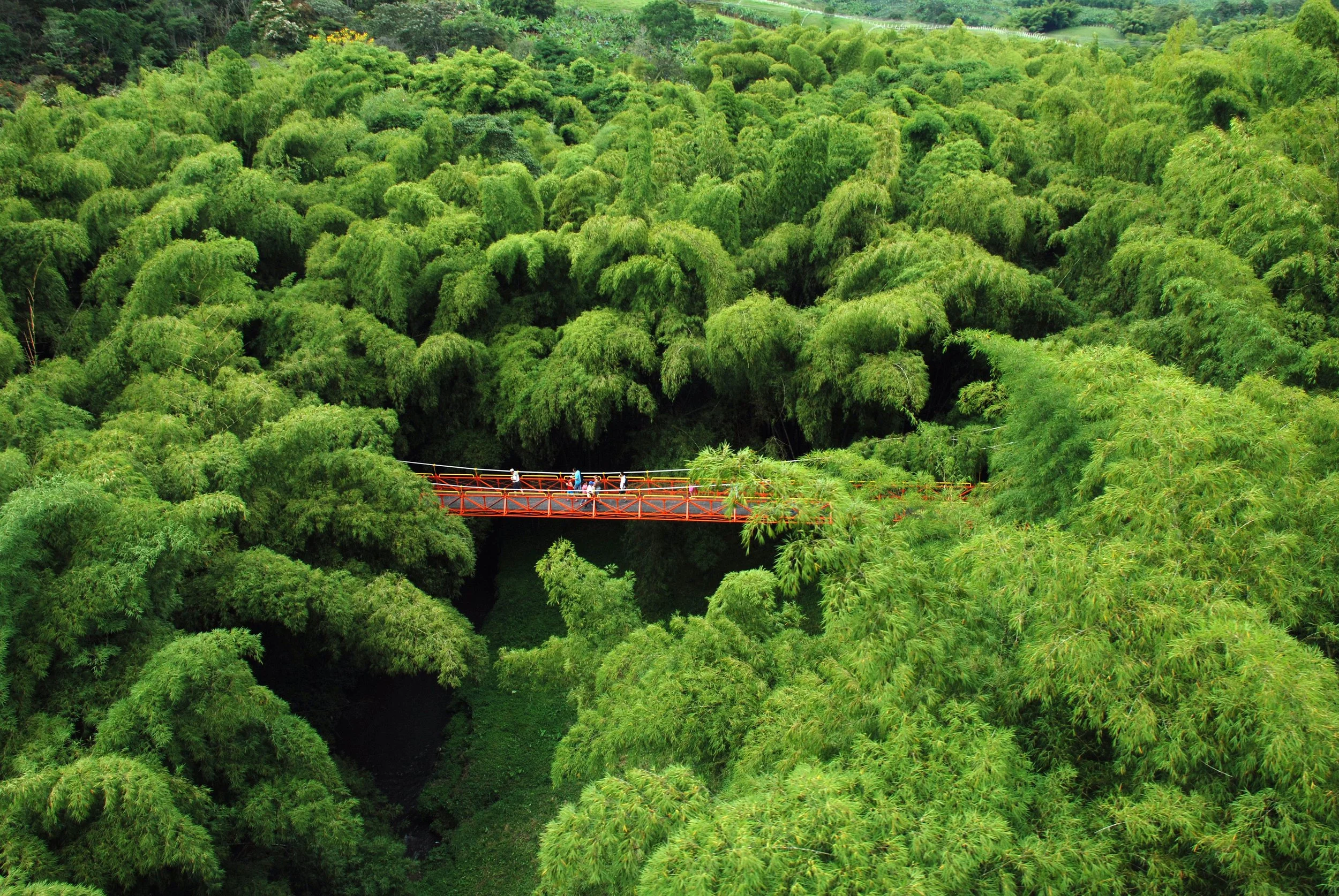 Guadua Angustifolia bamboo growing region in Montenegro, Quindio, Colombia — heart of South America's bamboo belt