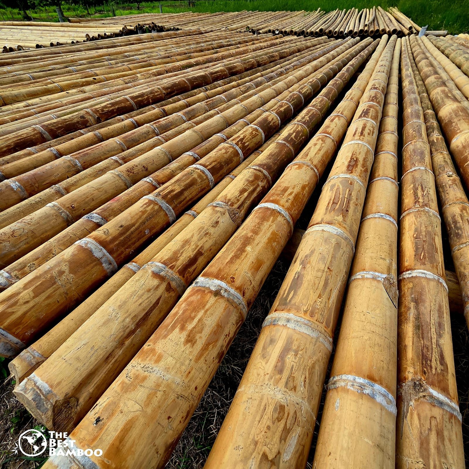 What is Guadua Angustifolia? The World's Strongest Bamboo Explained