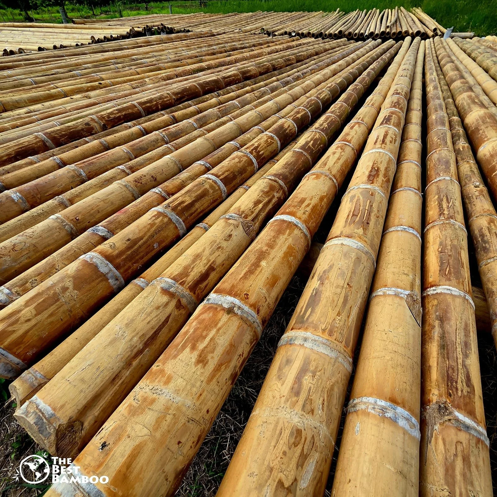 What is Guadua Angustifolia? The World's Strongest Bamboo Explained  The Best  Bamboo
