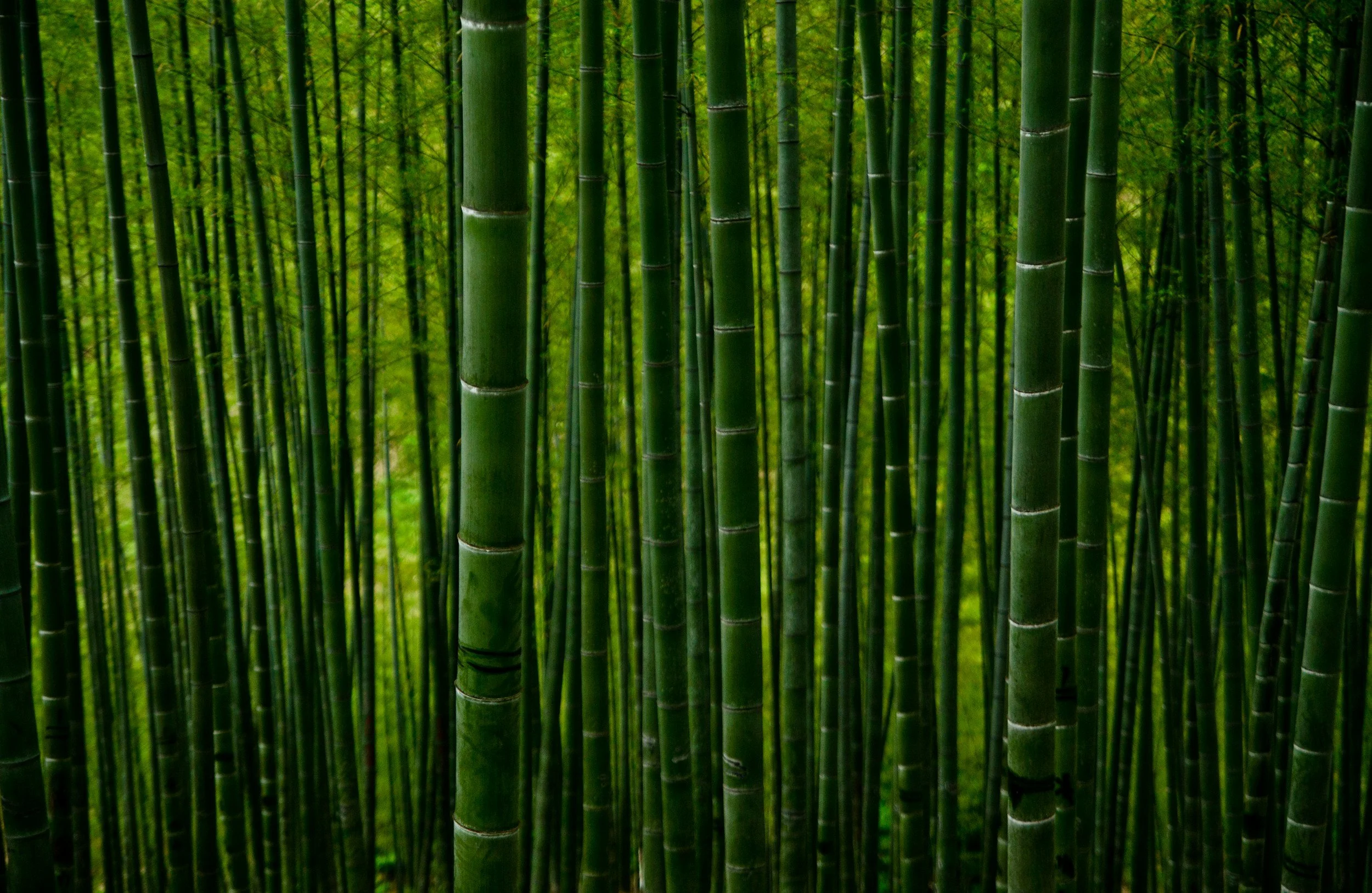 Guadua Bamboo vs Moso Bamboo: Which is Stronger?