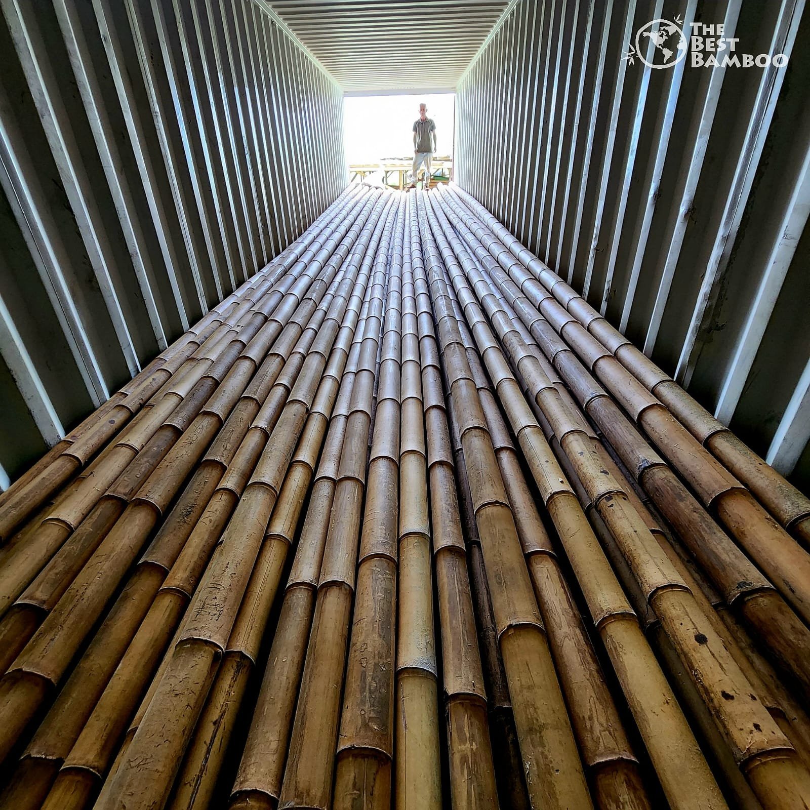 Is Bamboo Strong? Discover the Unmatched Strength of Bamboo Structures
