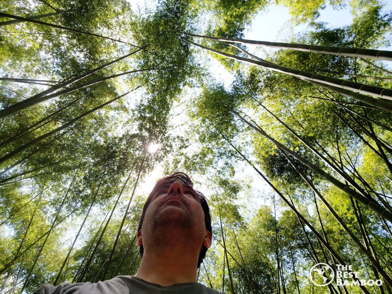 Guadua Angustifolia bamboo plantation in Montenegro, Colombia — The Best Bamboo® certified export plantation