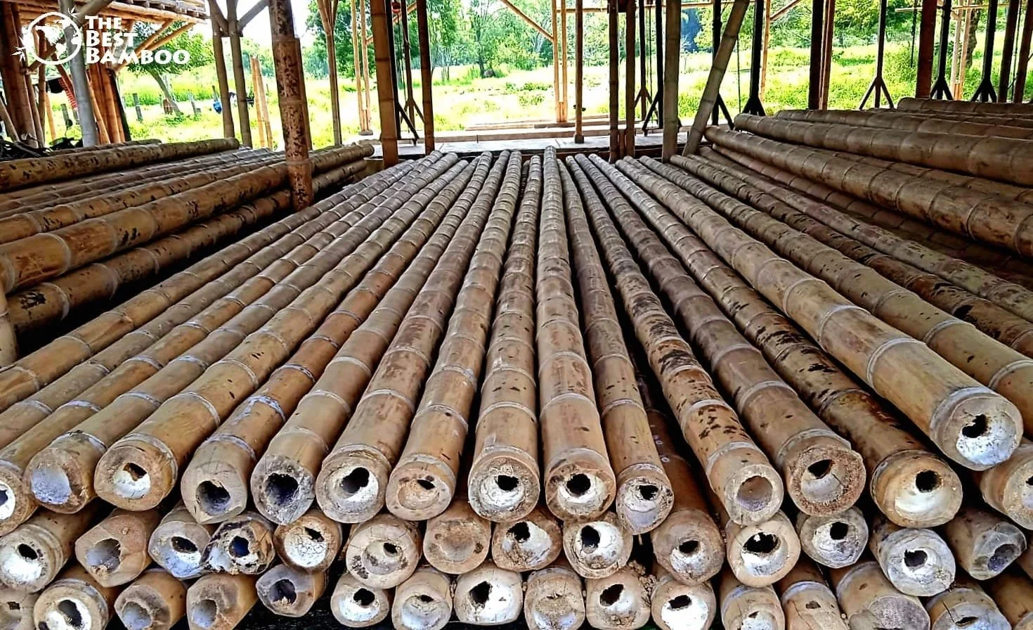 Grade A Guadua Angustifolia bamboo poles at The Best Bamboo® warehouse in Colombia — premium quality certified bamboo ready for export worldwide