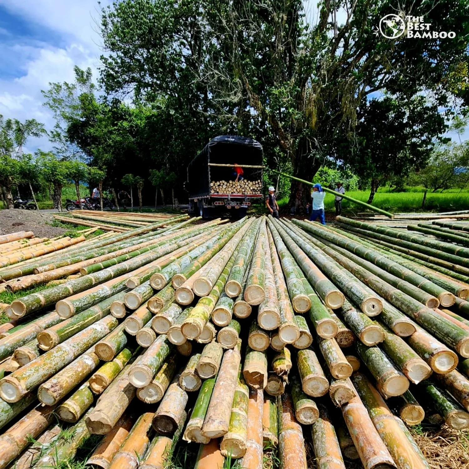 Guadua Bamboo Poles for Sale | World's Strongest Bamboo — Direct from ...