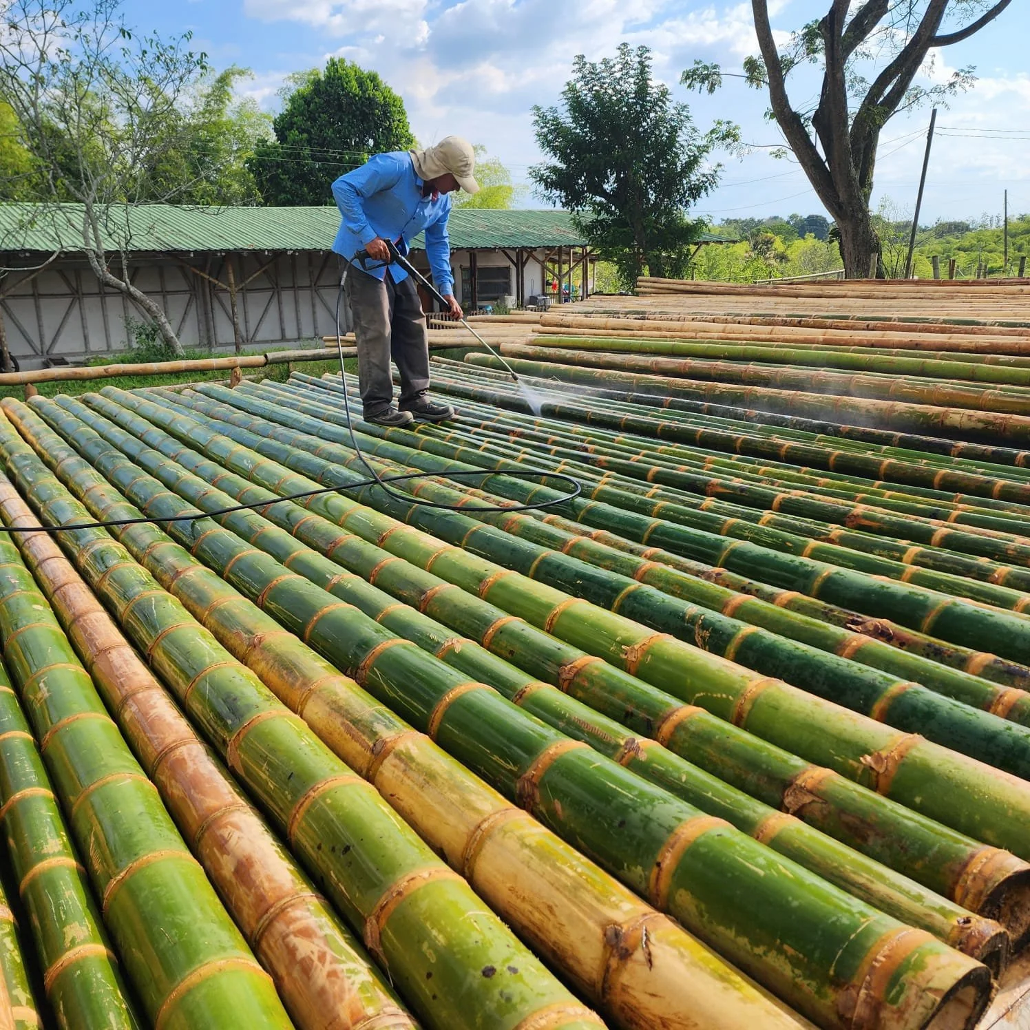 Wahing likens out of bamboo before treatment
