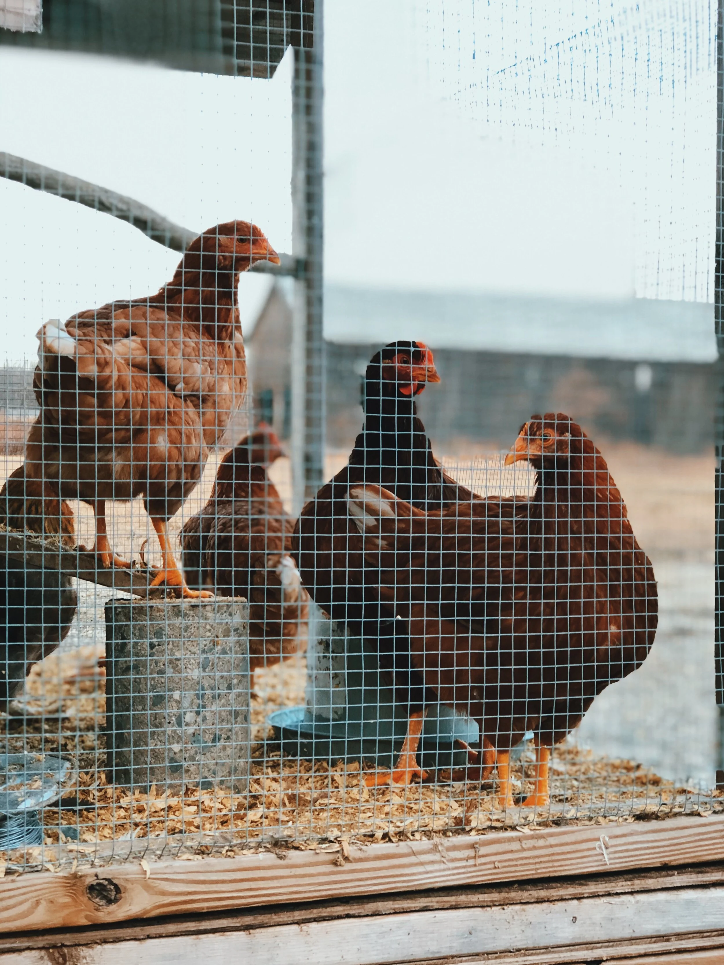 6C33EA02-E784-4612-A6B5-8EE8663BB1F3 2.JPG