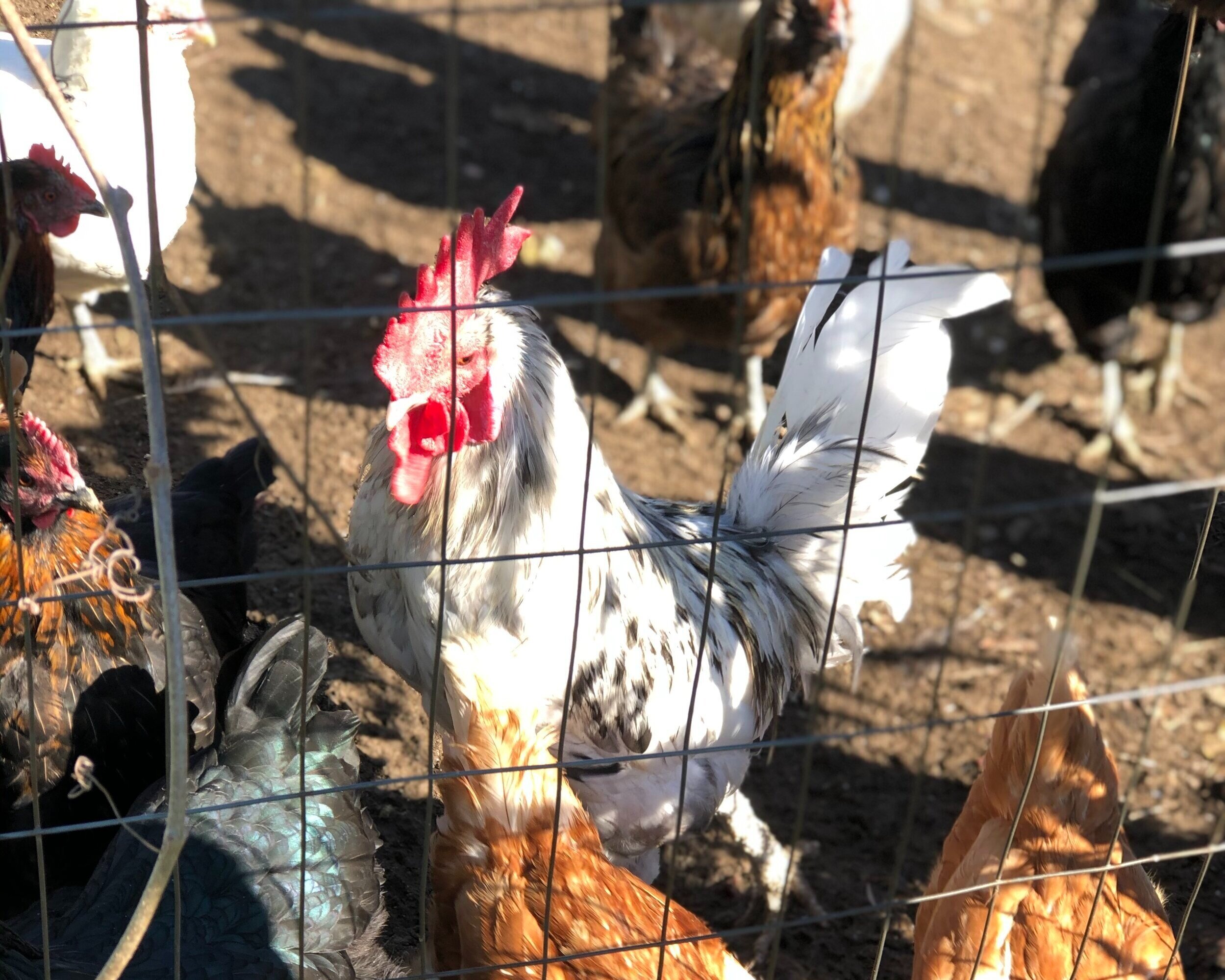 CHICKS.jpg