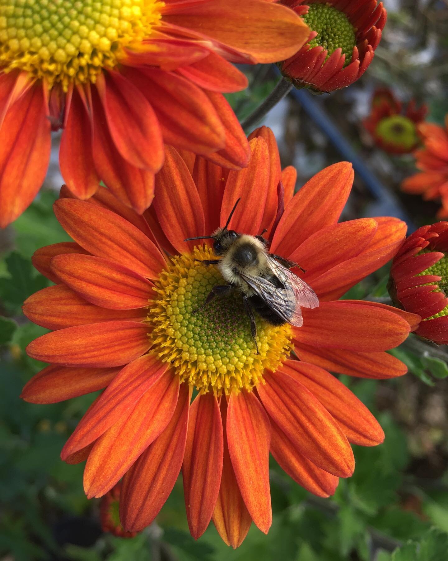 November from start to finish and because it&rsquo;s been a long blustery month and growing season and I&rsquo;m tired I&rsquo;ll borrow some of my favorite lines from Mary Oliver: &ldquo;Every year we have been witness to it: how the world descends 