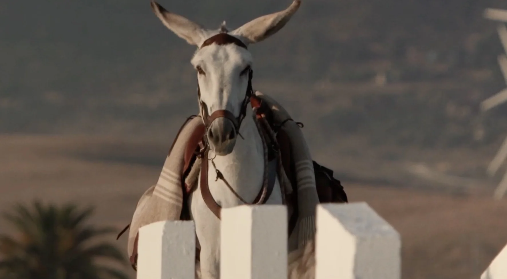 Gorrión, the star of Chico Pereria's Donkeyote (2017)
