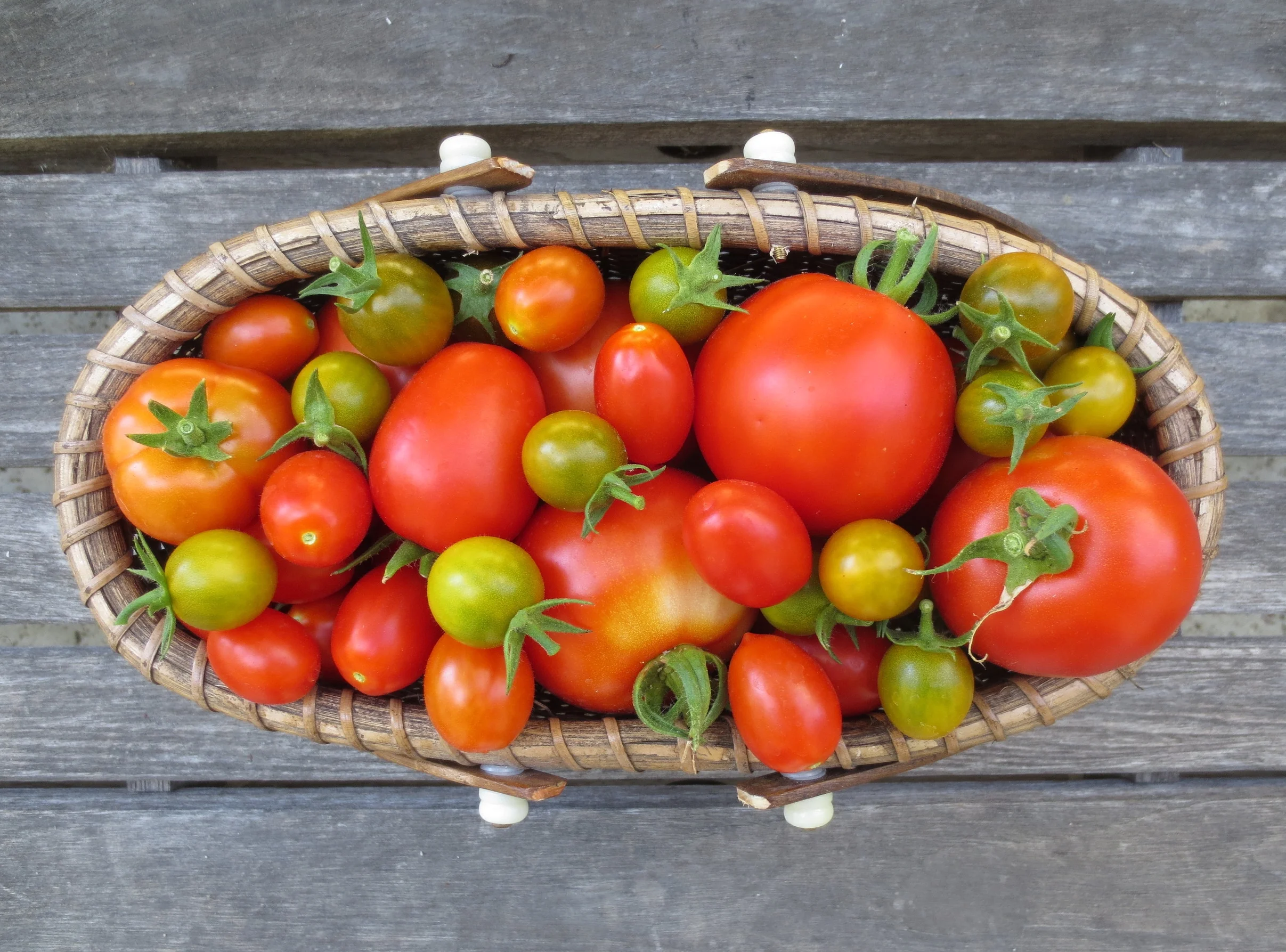 Tomatoes from my garden