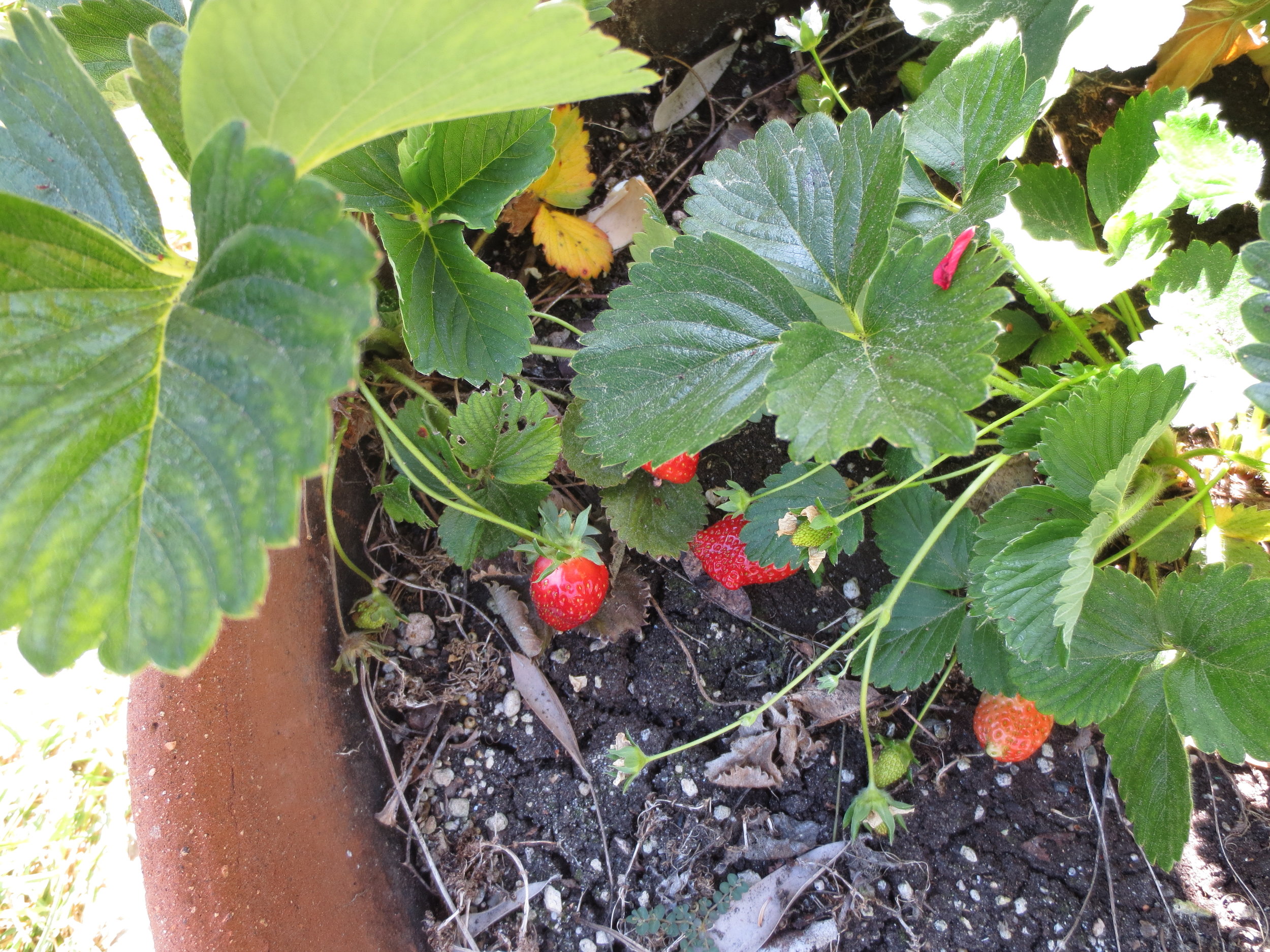 strawberries in my garden.JPG