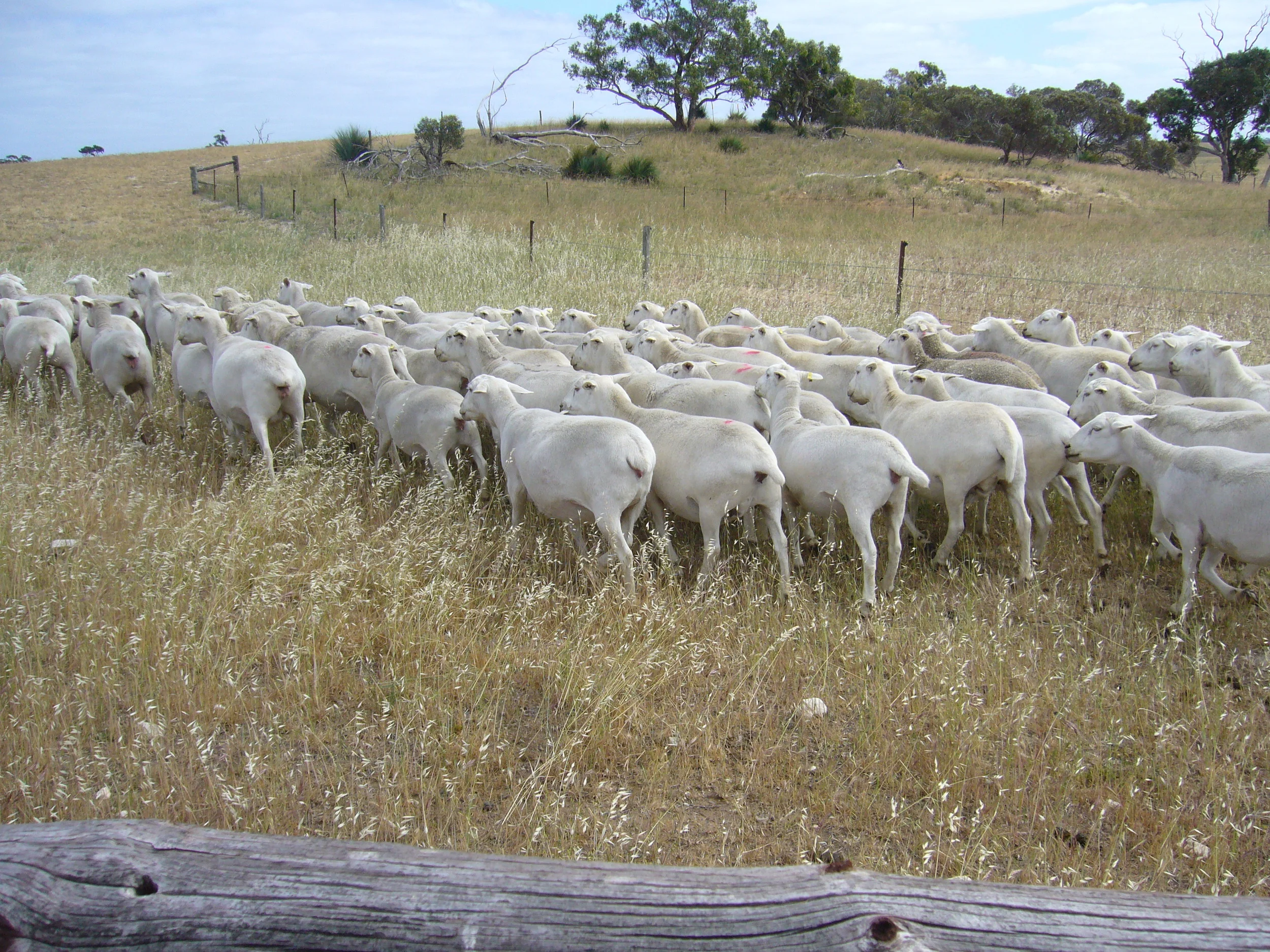 Elite Ewes2014.JPG