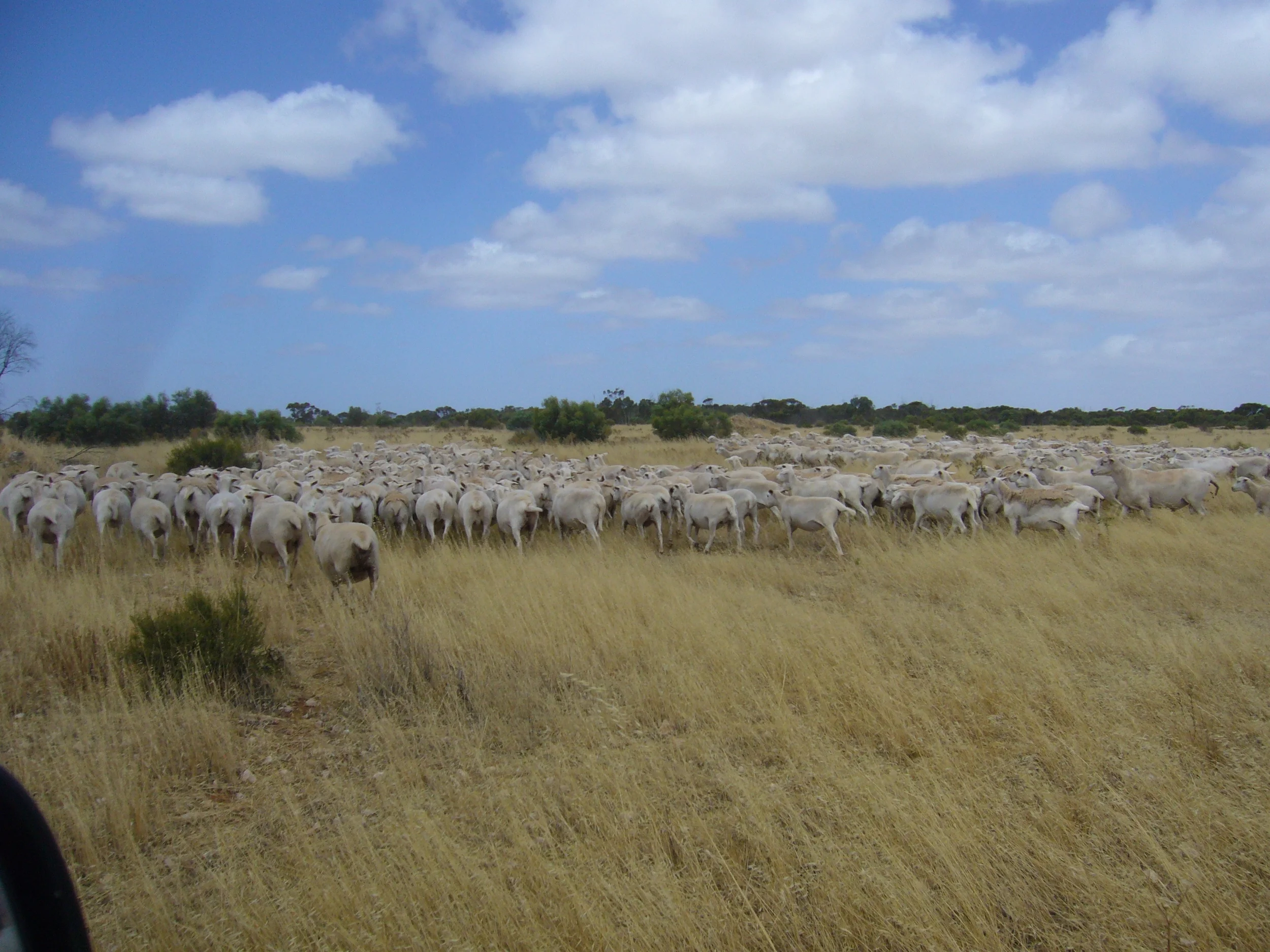 Keith Ewes Minnipa2 .jpg