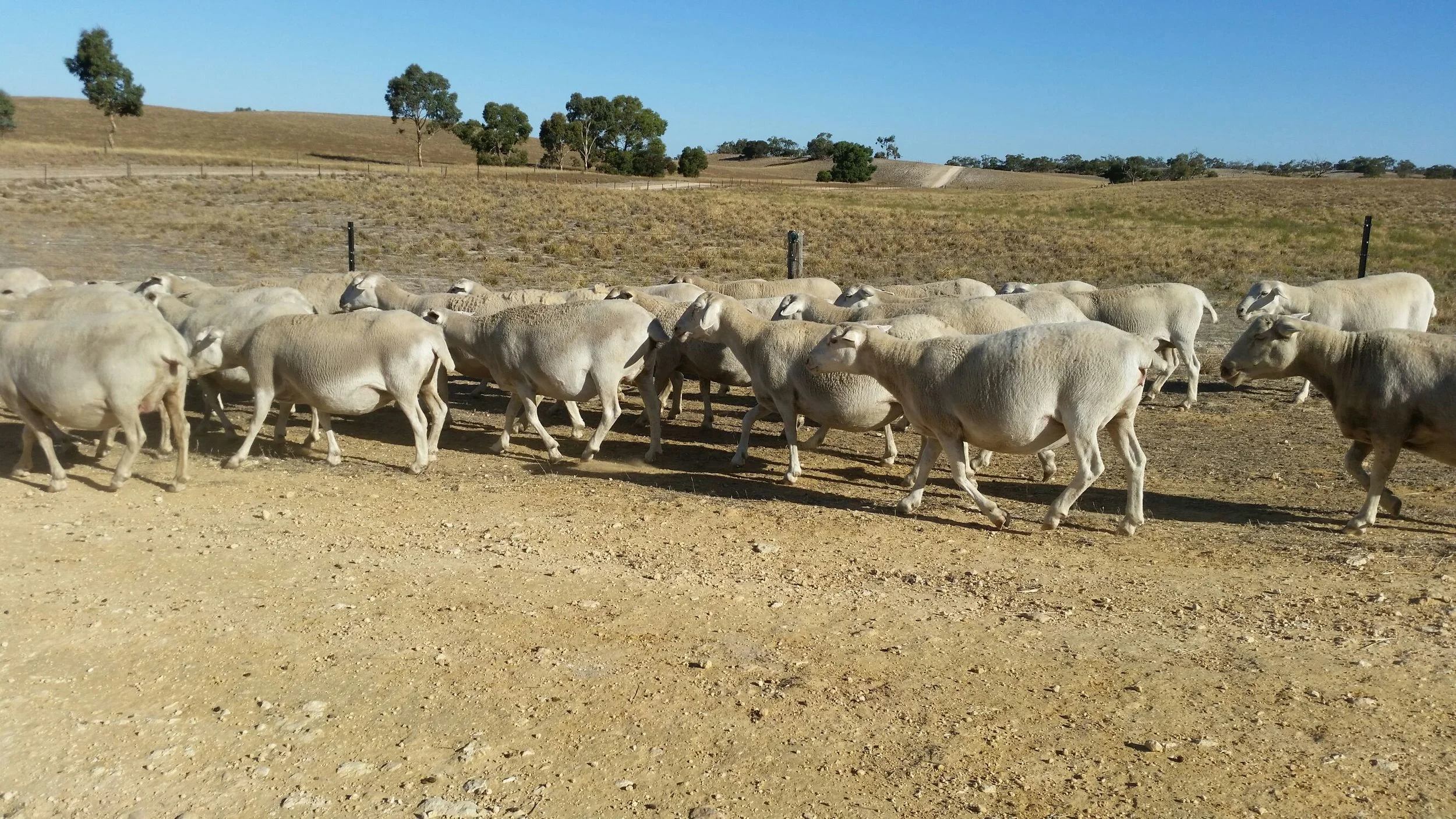 mar 15 ewes.jpg