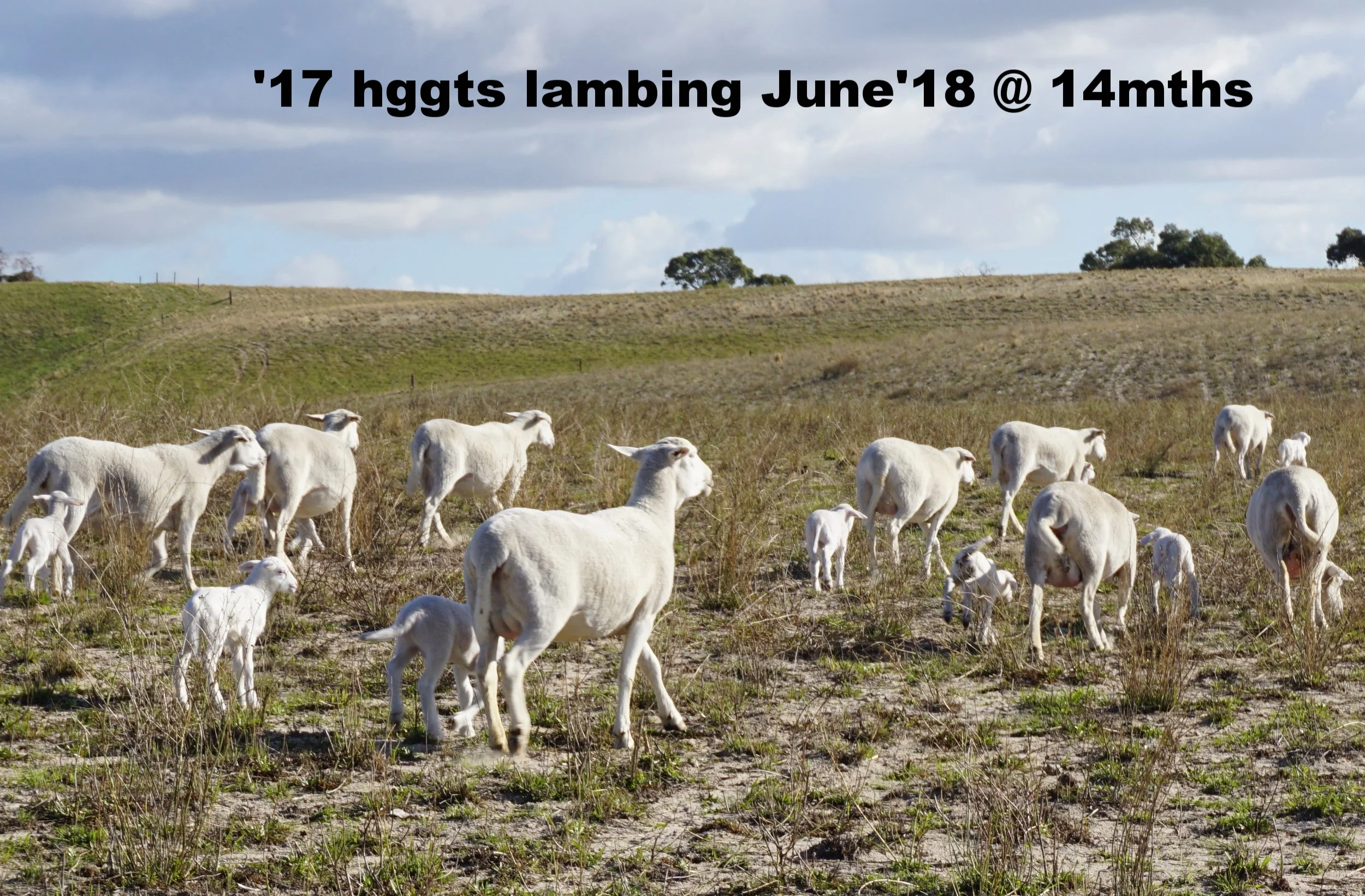  ‘17 drop hggts-lambing June ‘18 