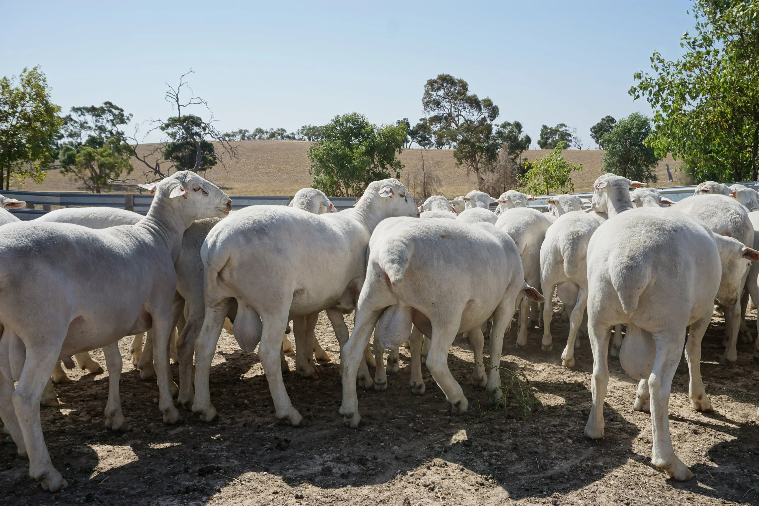 '18 Drop Ram Lambs