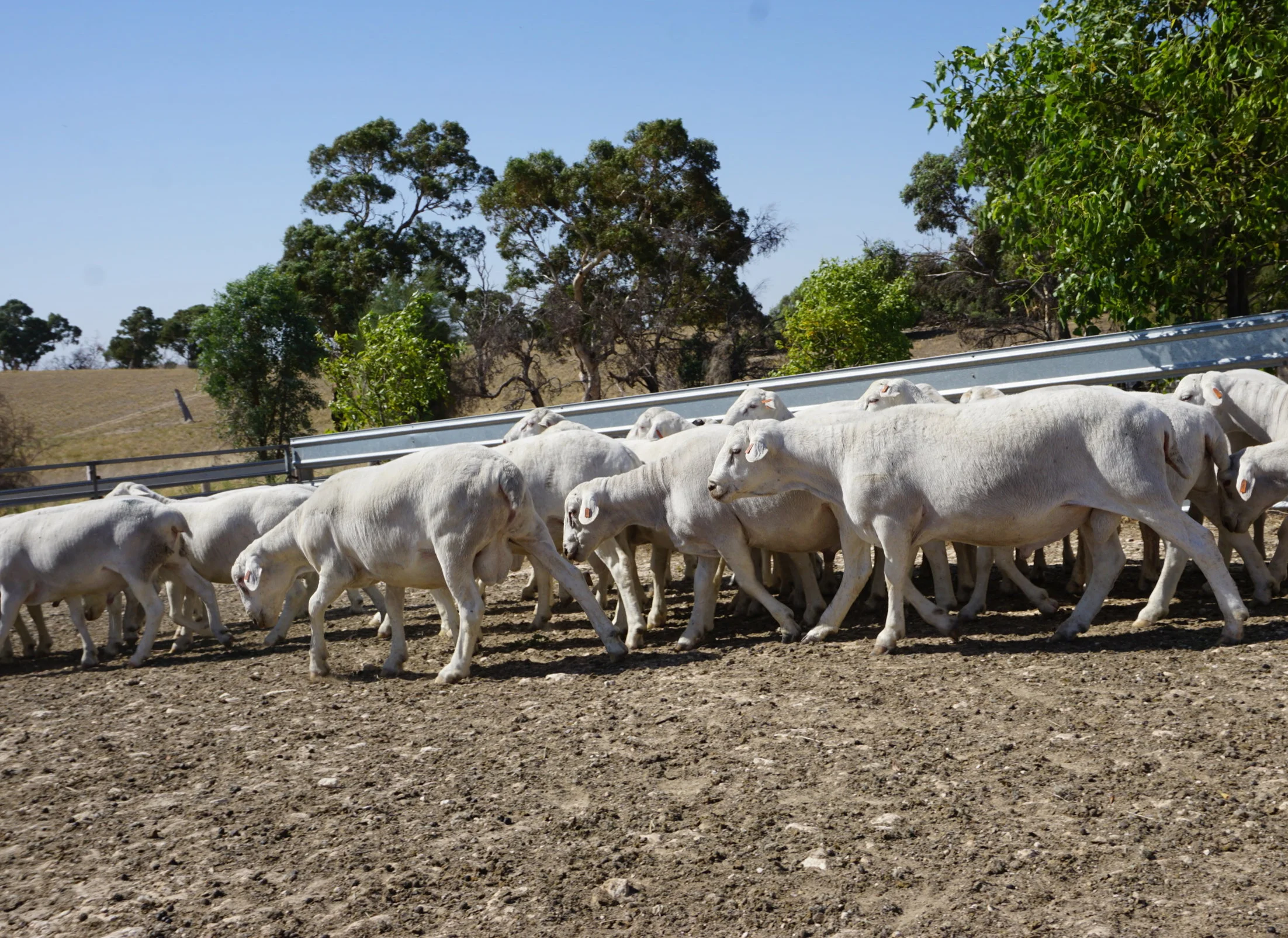 '18 drop rams Mch 19