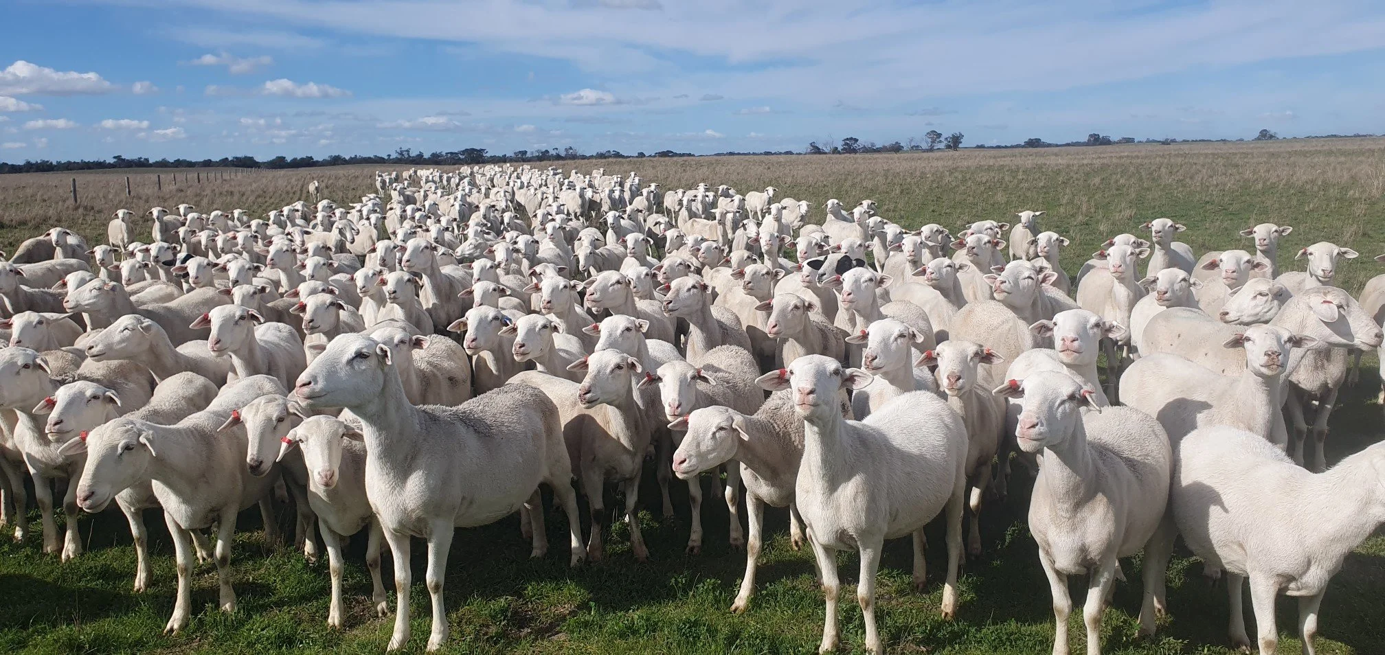 beta ewes aug24.jpeg