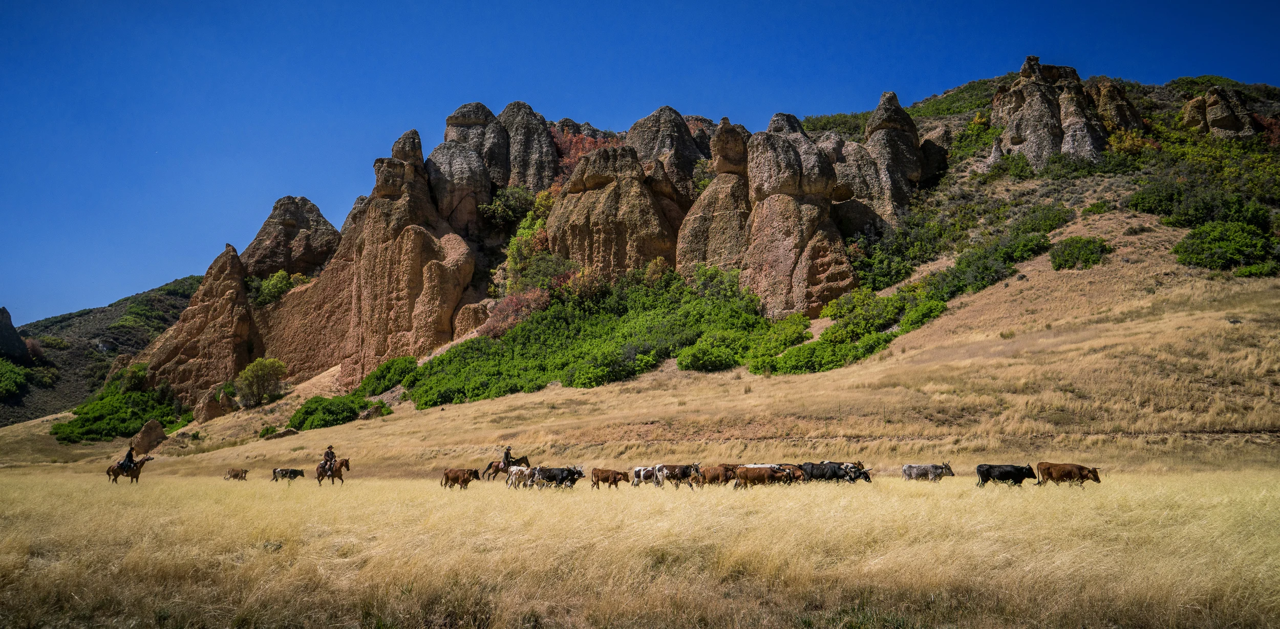 A cattle drive on the set of The American West in Echo Canyon, Utah.