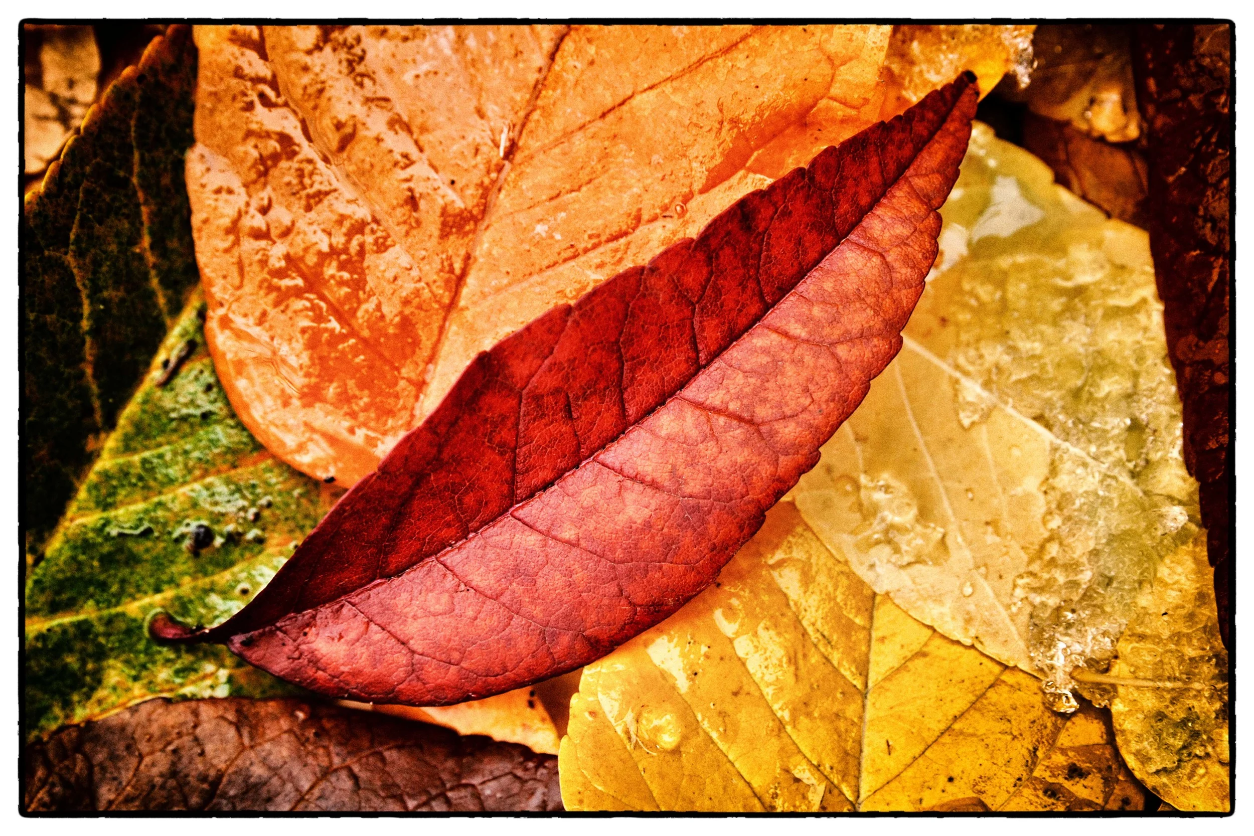 Ash Leaves