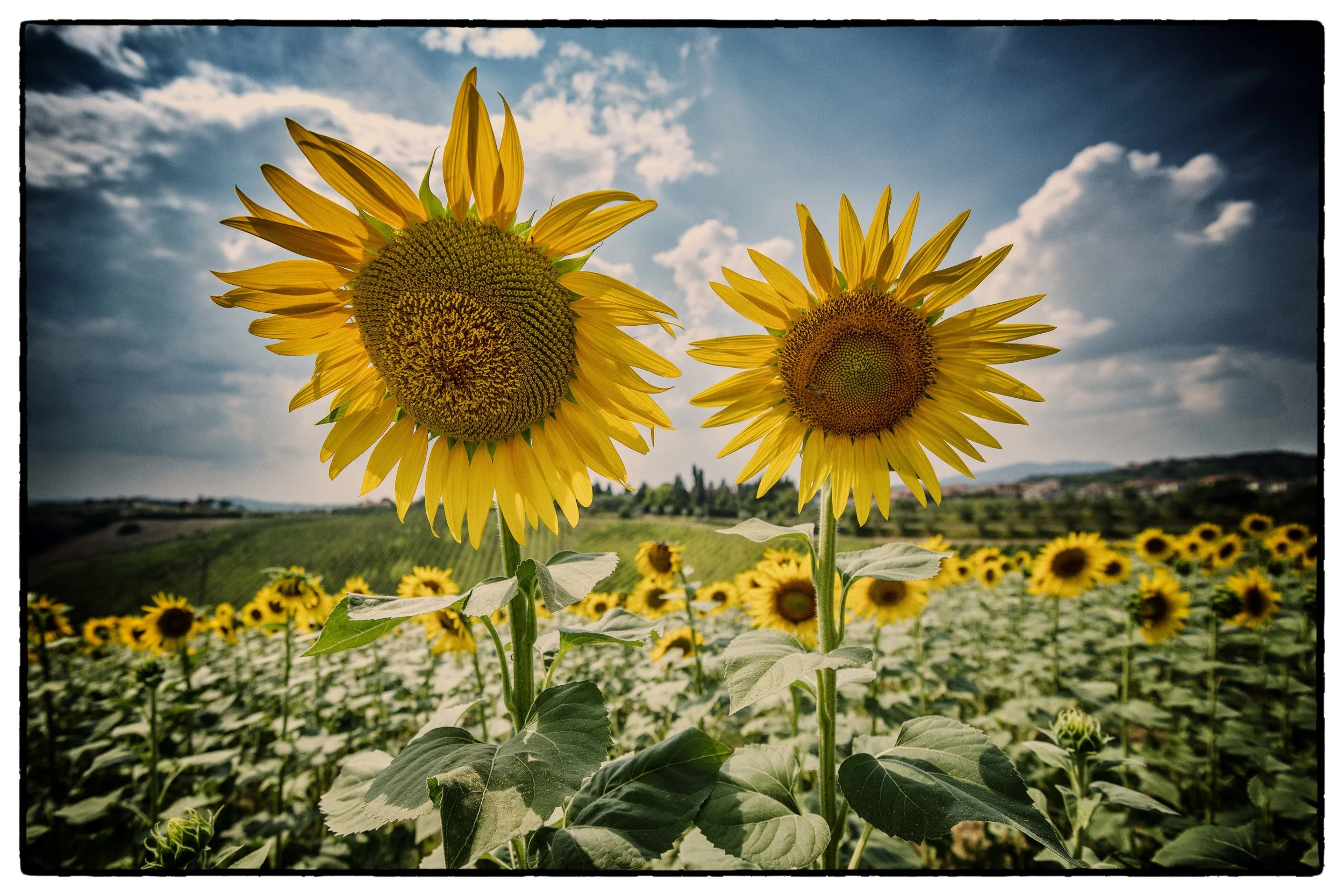 TwinTuscanSunflowers.jpg