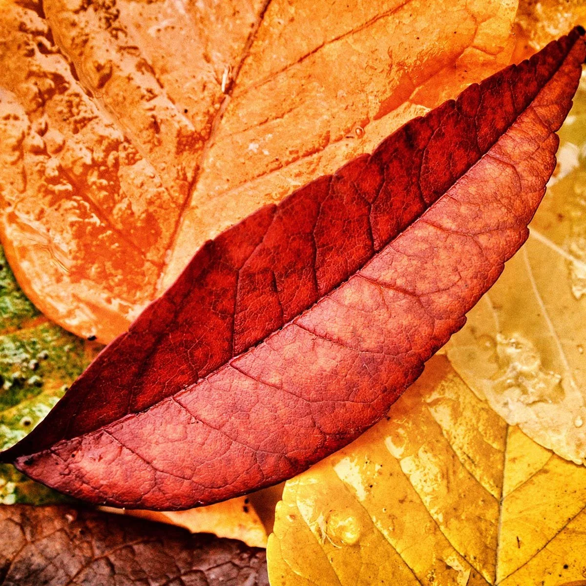 Ash Leaves