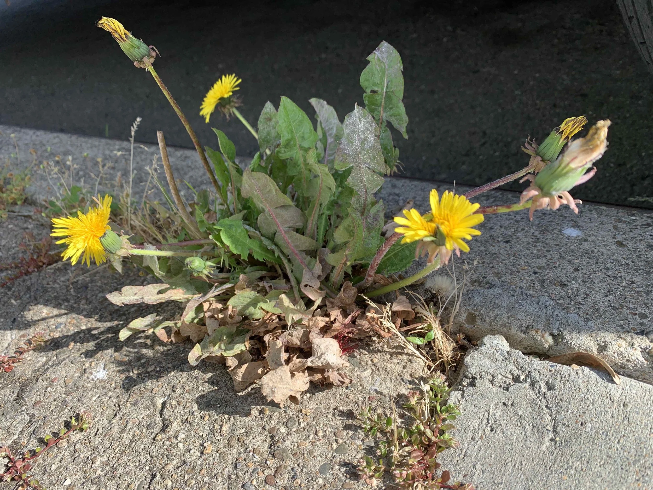 May Blog 2019.jpg