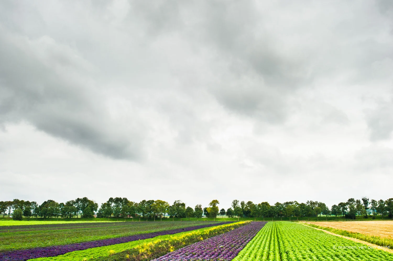 Colorful fields in Heinenoord.