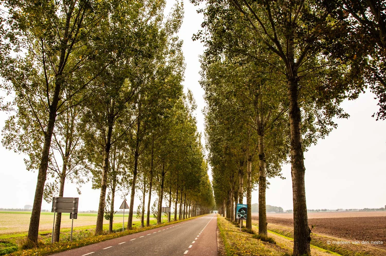 Typical polder dike in Strijen.