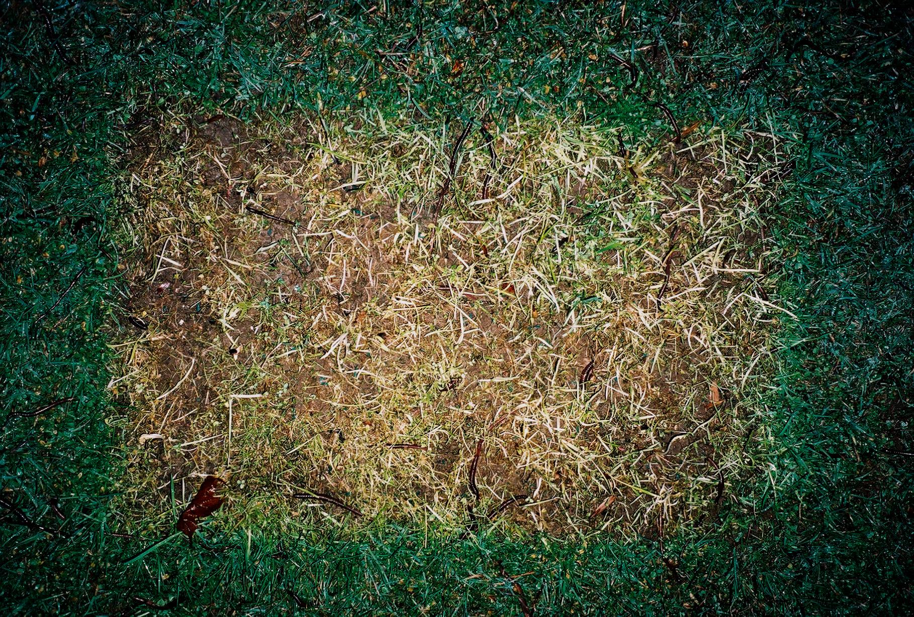 Worms Grass.jpg